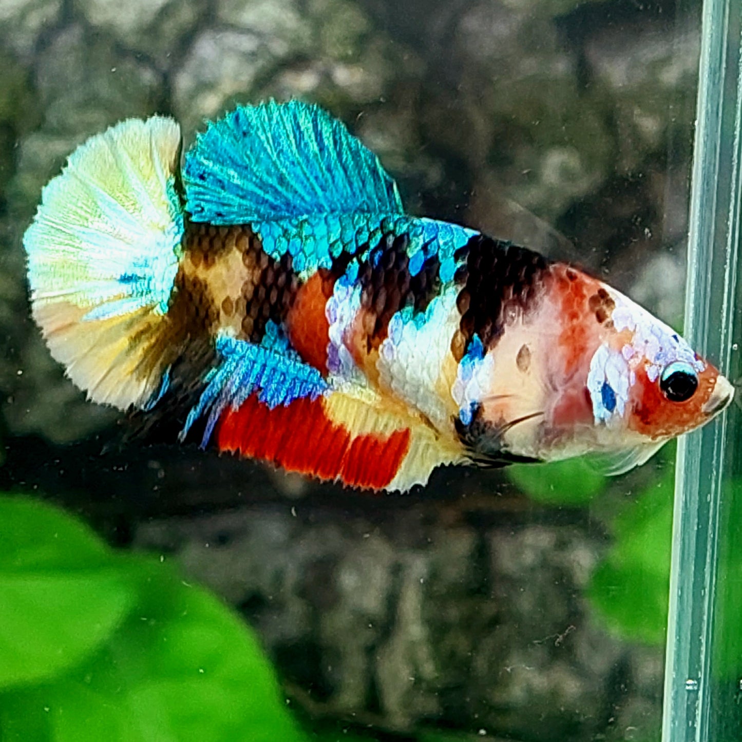 Multicolor Galaxy Gold Tail HMPK Female For Sorority Tank/Breed