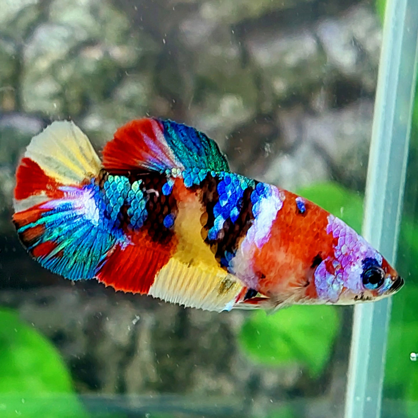 Multicolor Galaxy HMPK Female For Sorority Tank/Breed