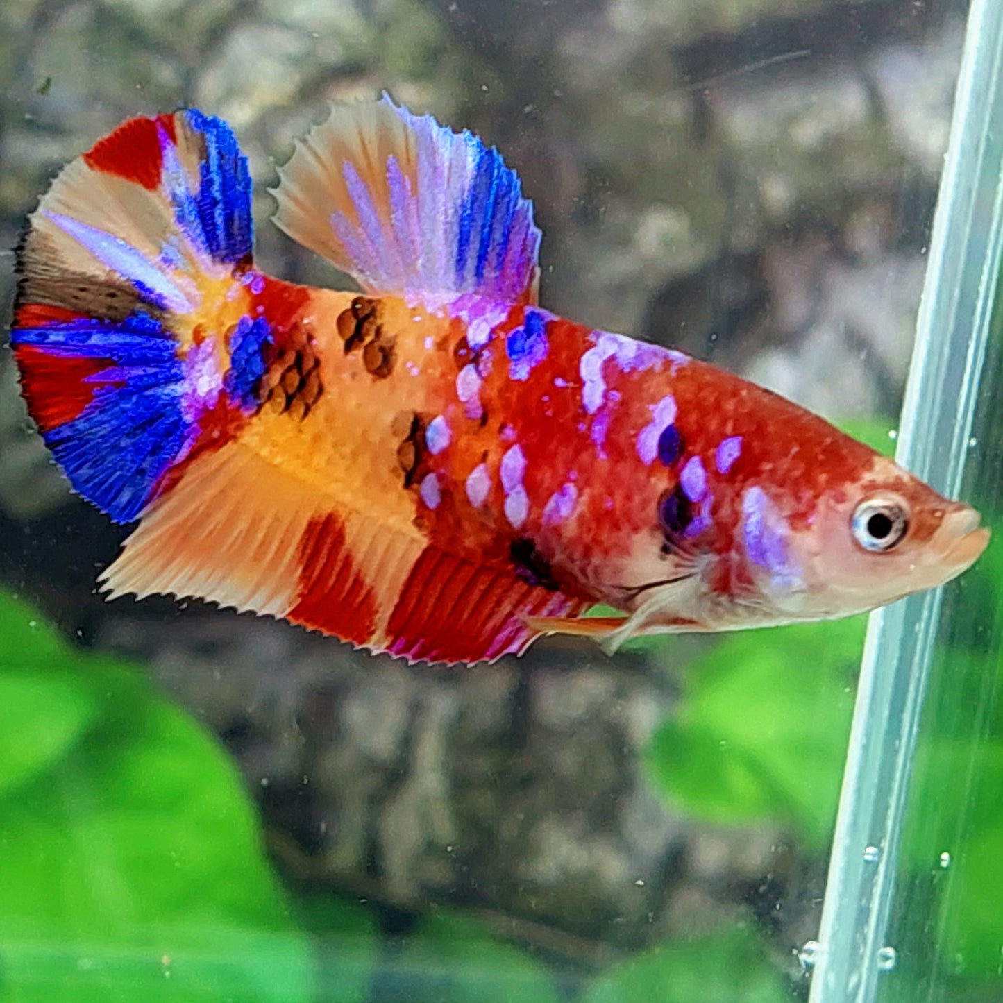 Multicolor Purple Galaxy HMPK Female For Sorority Tank/Breed