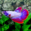 Pink Purple Halfmoon Female For Sorority Tank/Breed