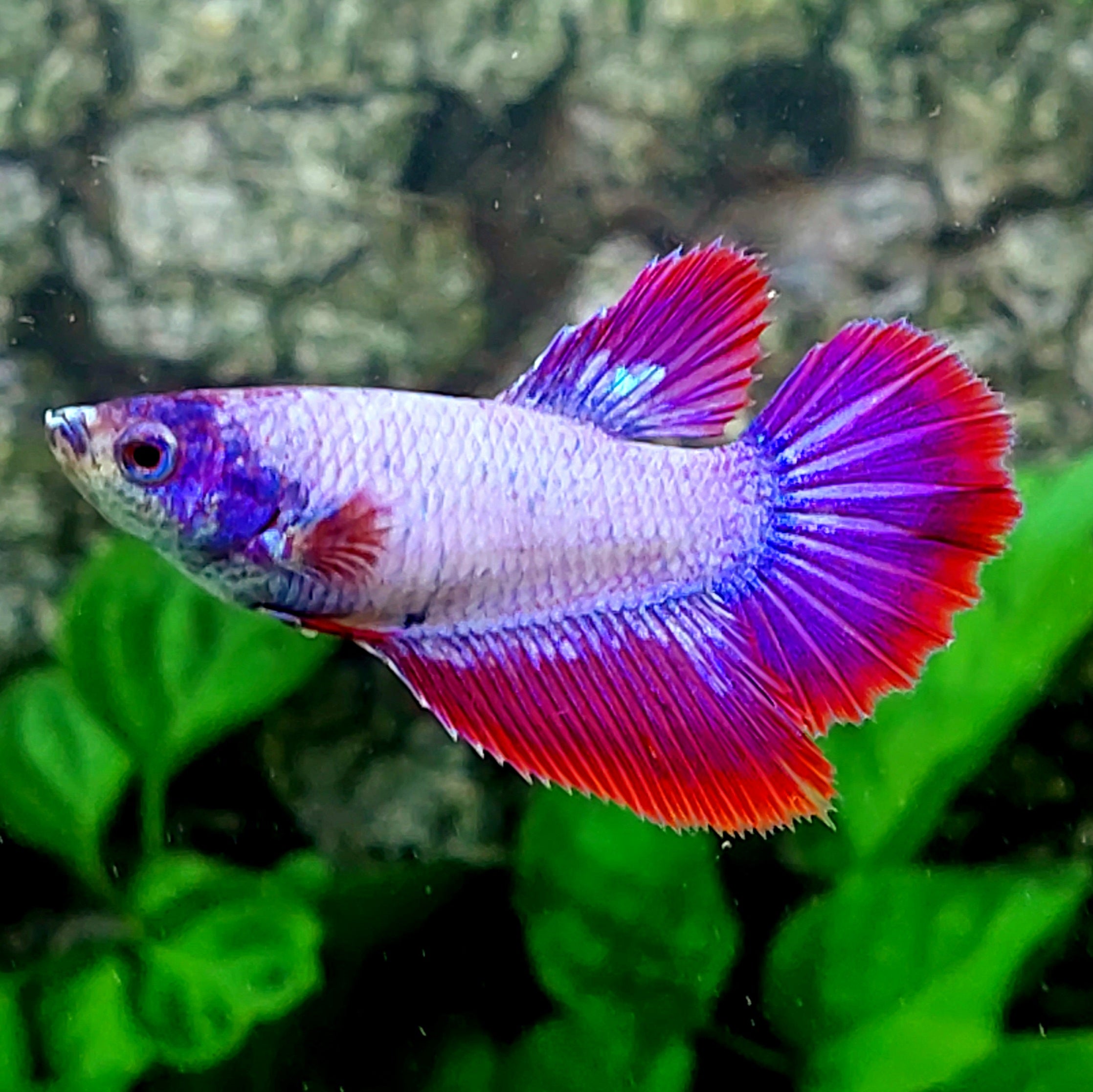 Pink Purple Halfmoon Female For Sorority Tank/Breed