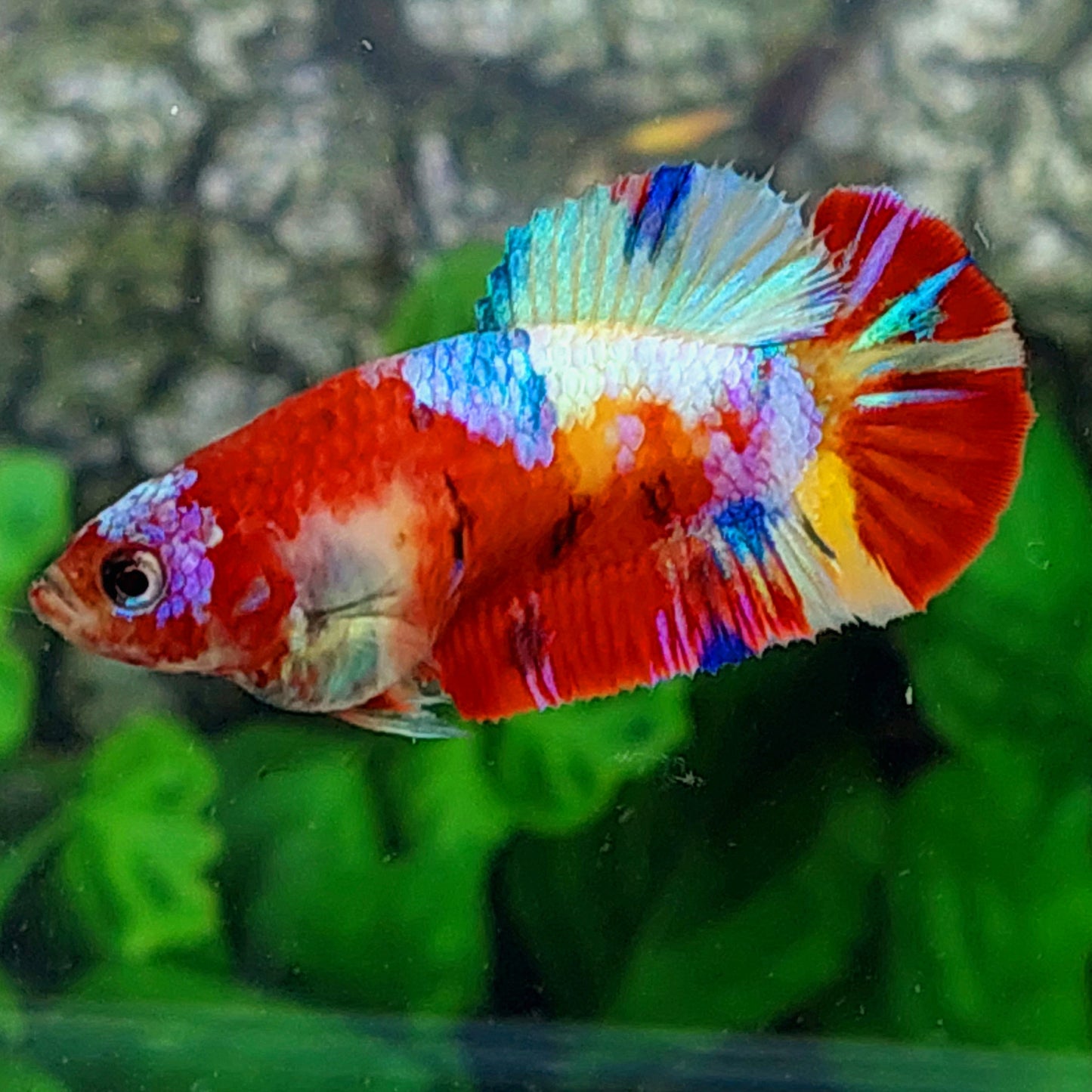 Multicolor Red Galaxy HMPK Female For Sorority Tank/Breed