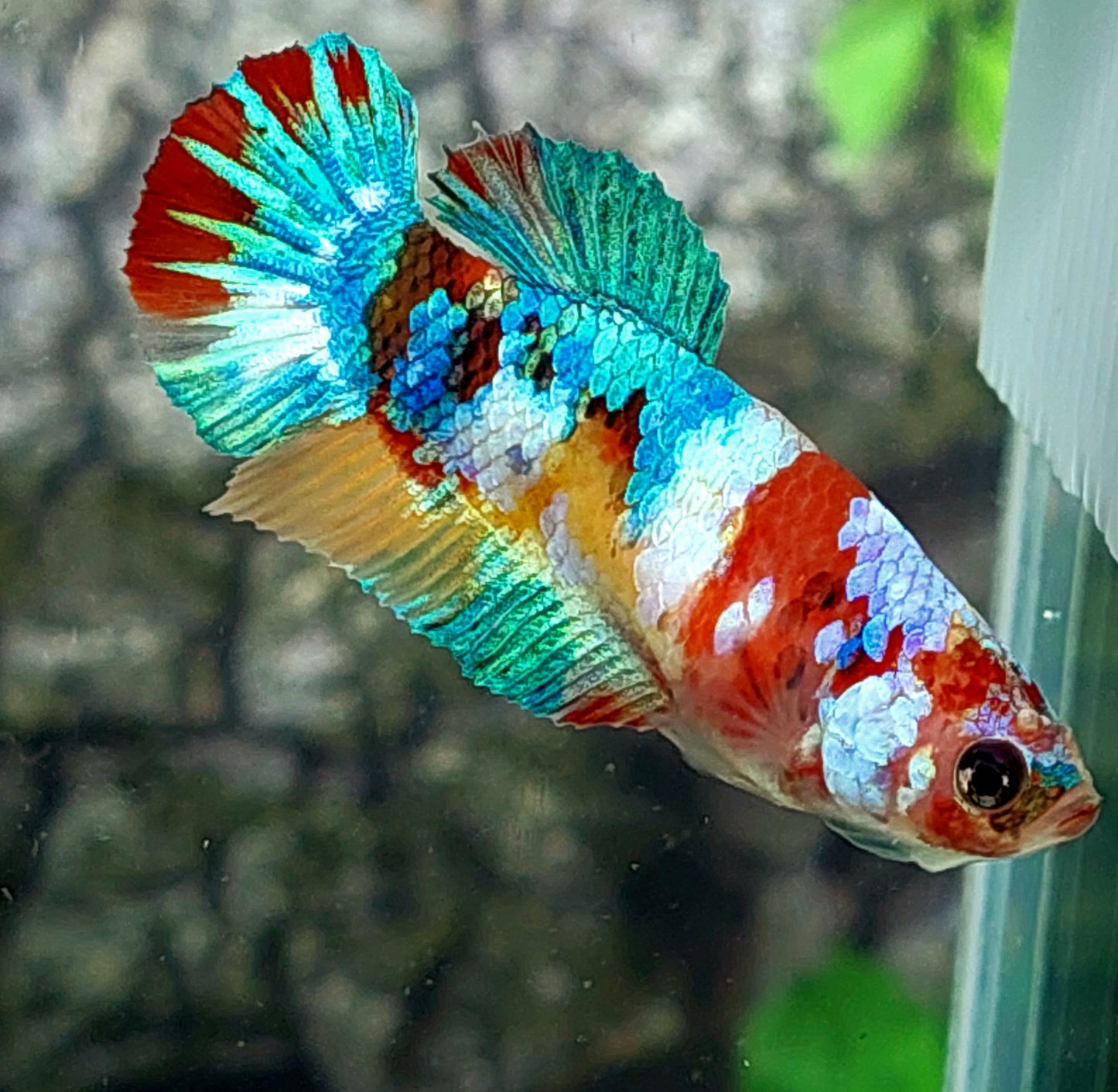 Multicolor Galaxy HMPK Female For Sorority Tank/Breed