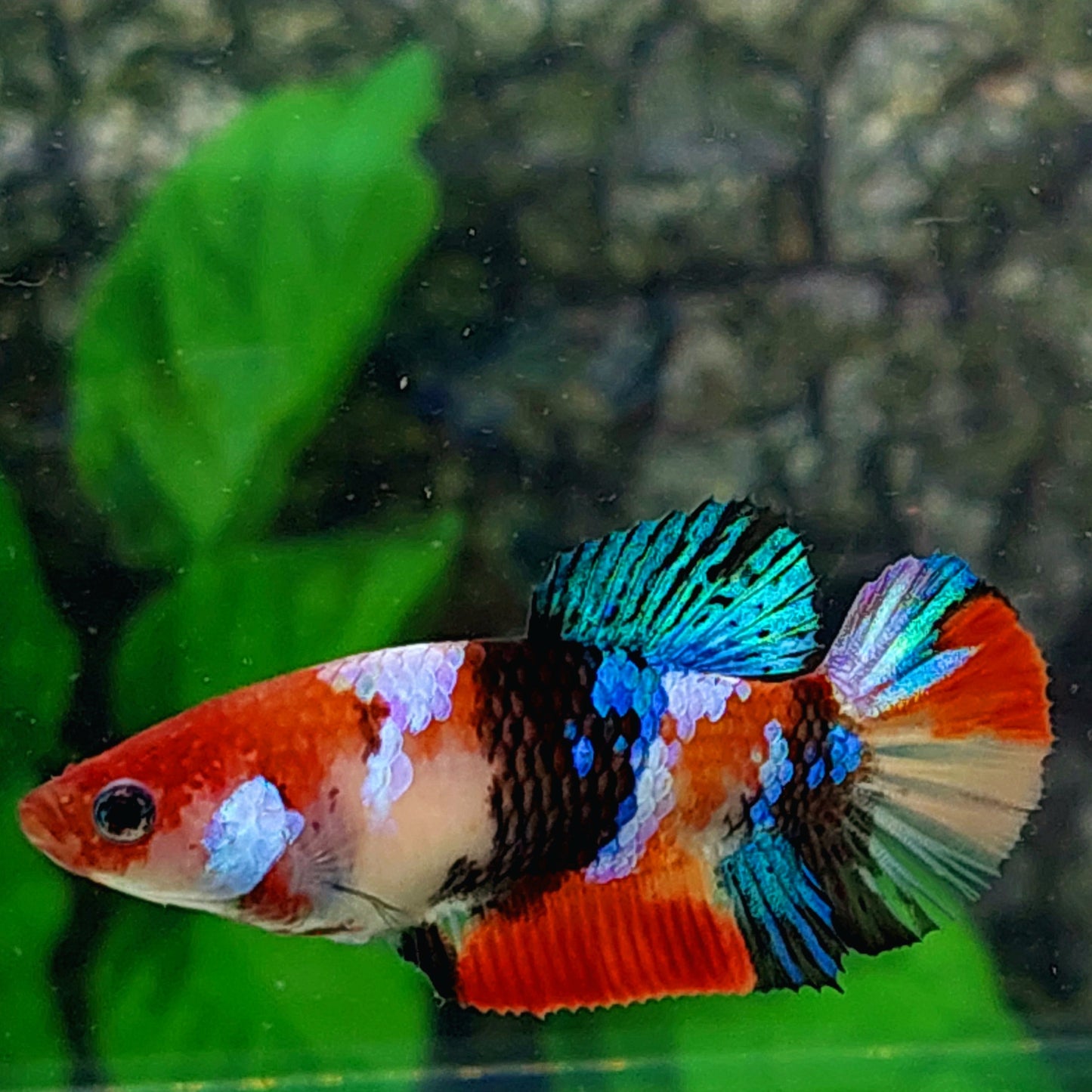 Multicolor Koi Galaxy HMPK Female For Sorority Tank/Breed