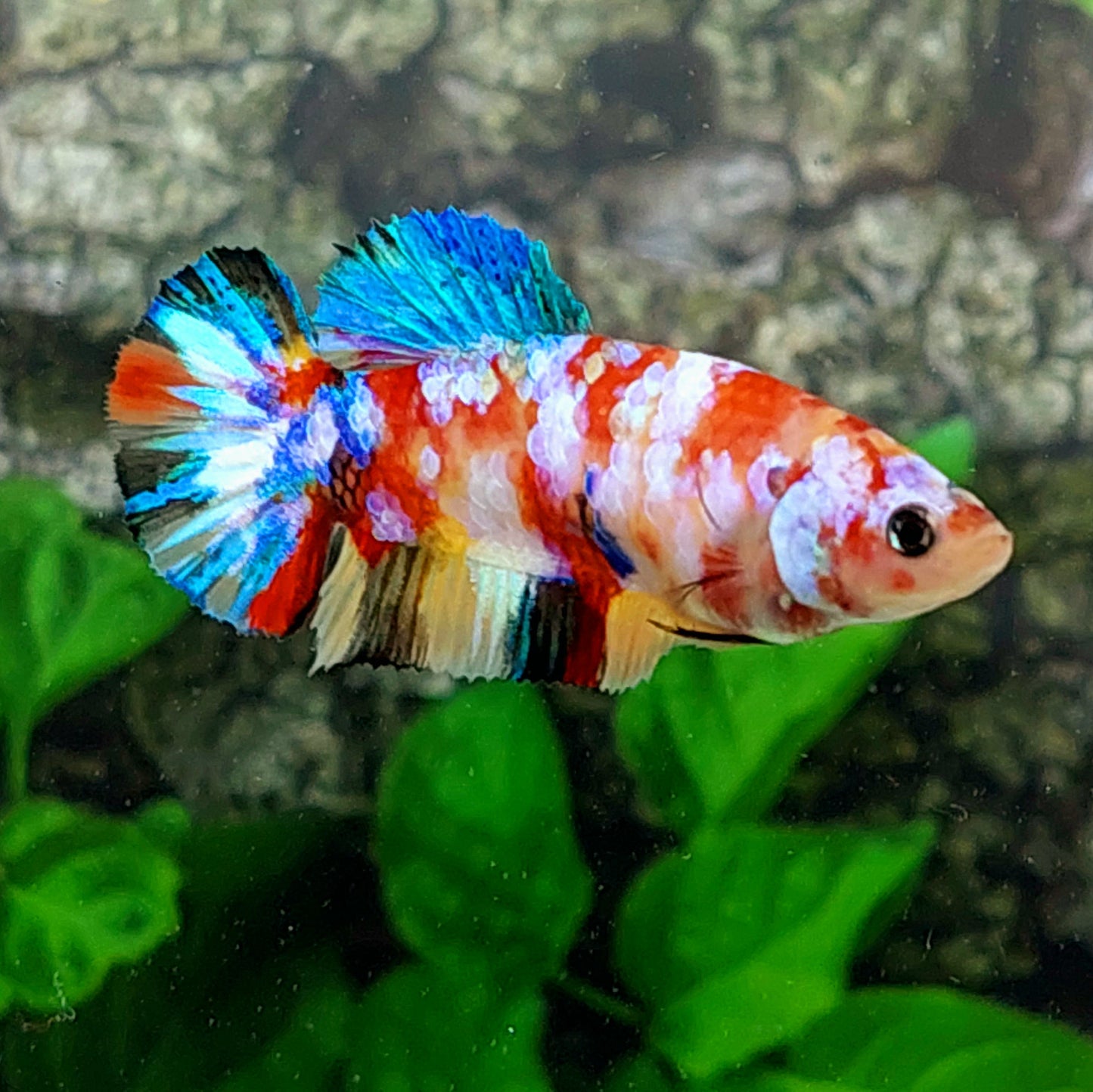 Multicolor Galaxy HMPK Female For Sorority Tank/Breed