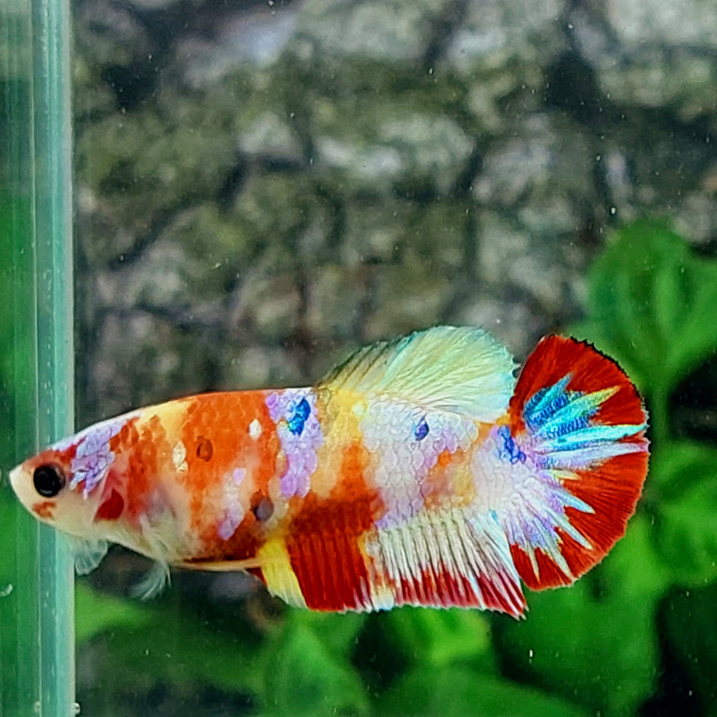 Multicolor Yellowbase Galaxy HMPK Female For Sorority Tank/Breed