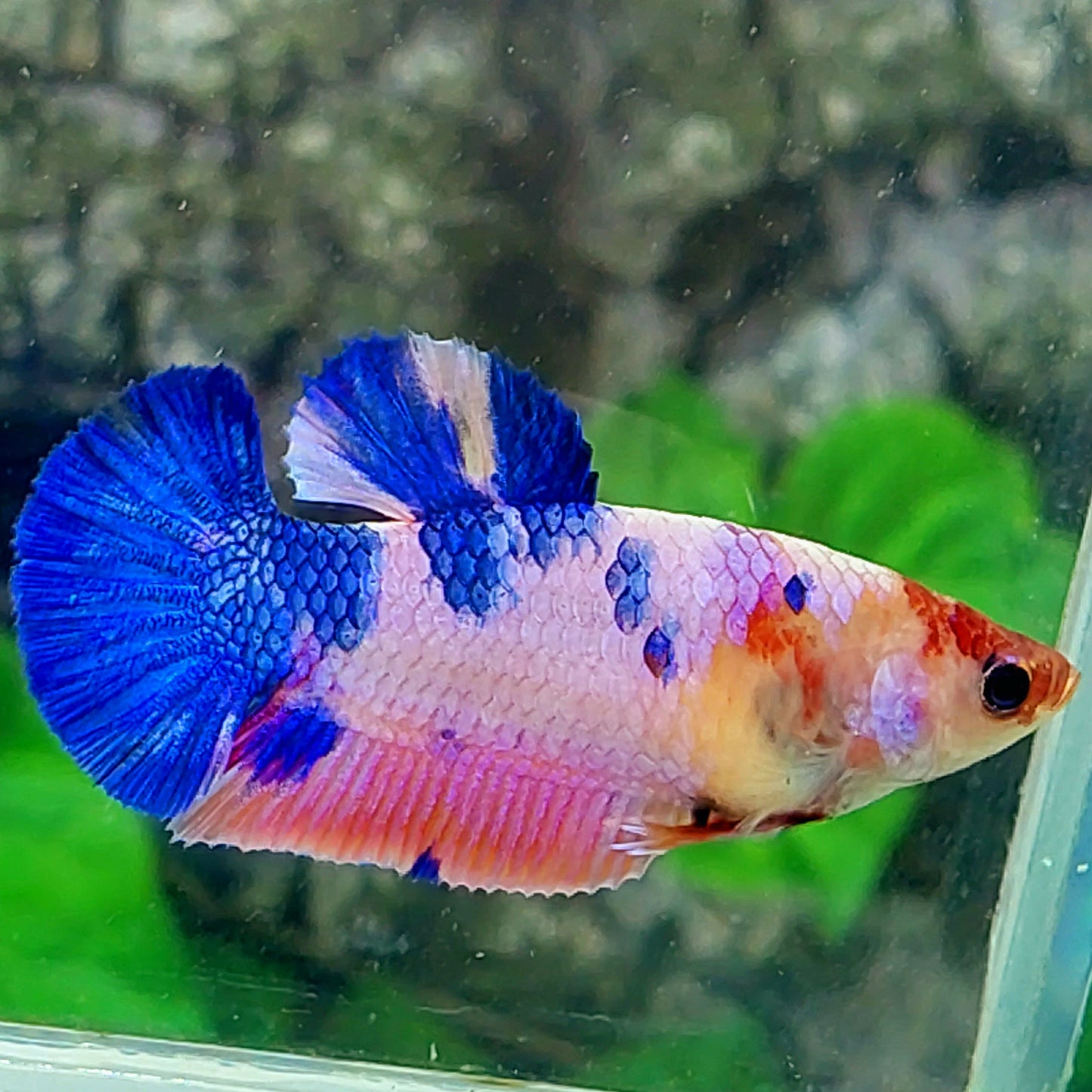 Pink Blue Multicolor HMPK Female For Sorority Tank/Breed