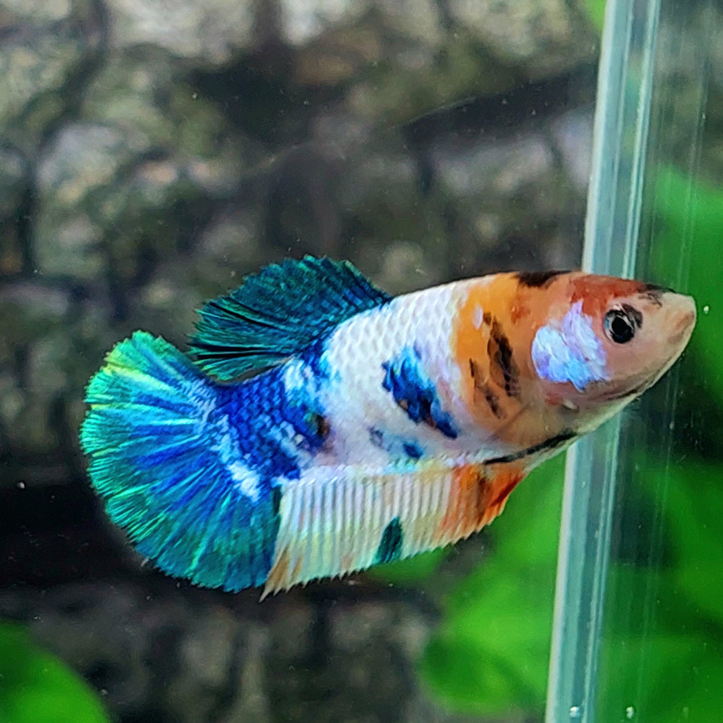 Multicolor Galaxy HMPK Female For Sorority Tank/Breed