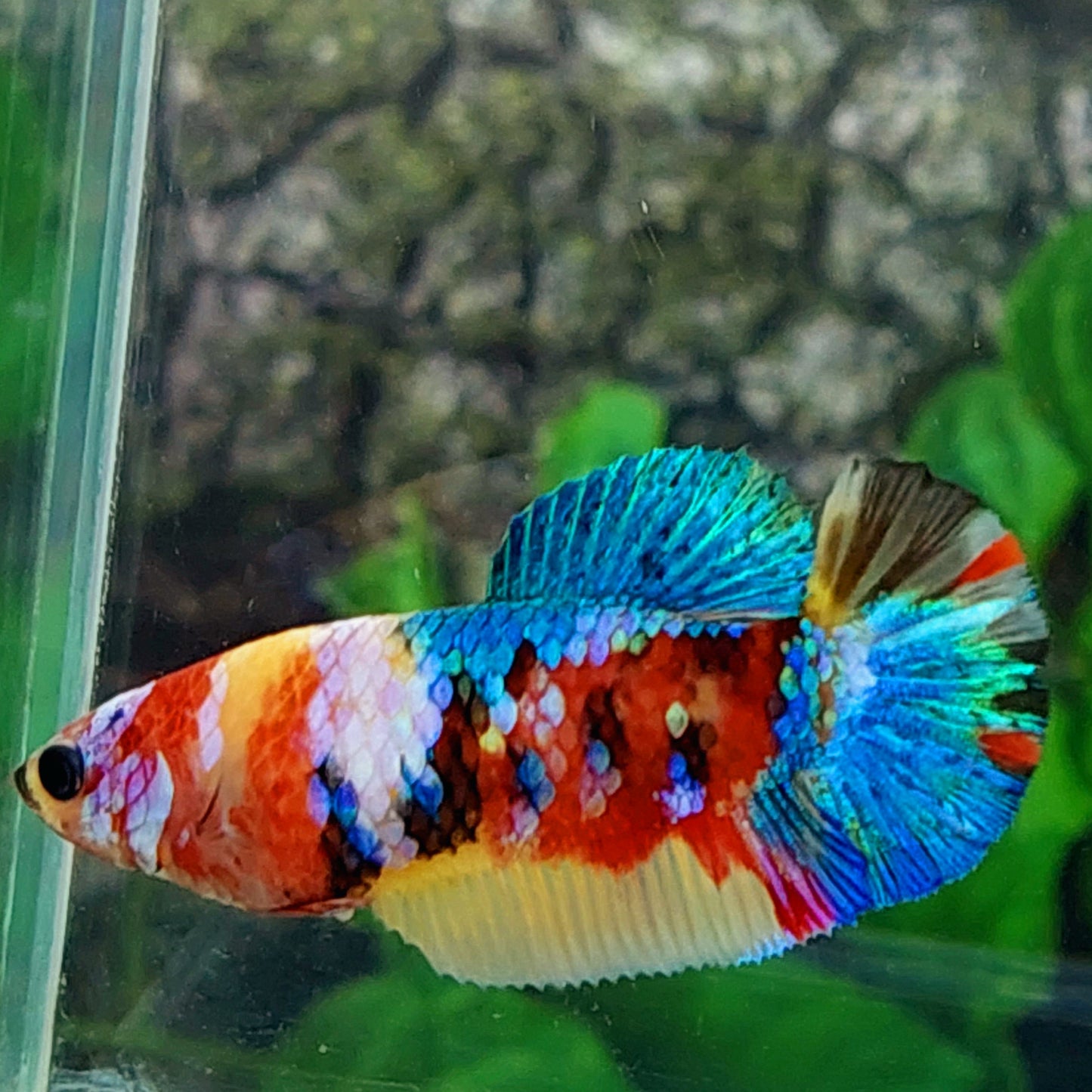 Multicolor Galaxy HMPK Female For Sorority Tank/Breed