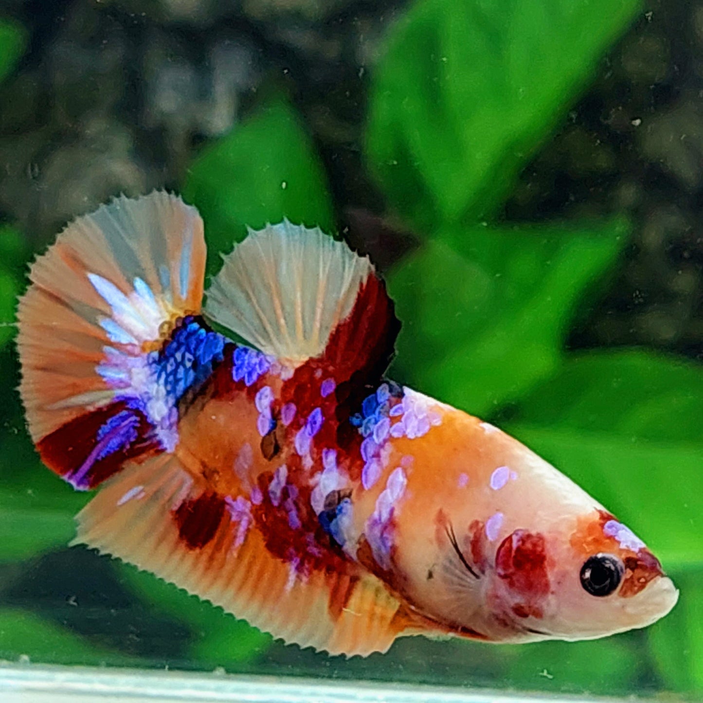 Orange Purple Pink Galaxy HMPK Female For Sorority Tank/Breed