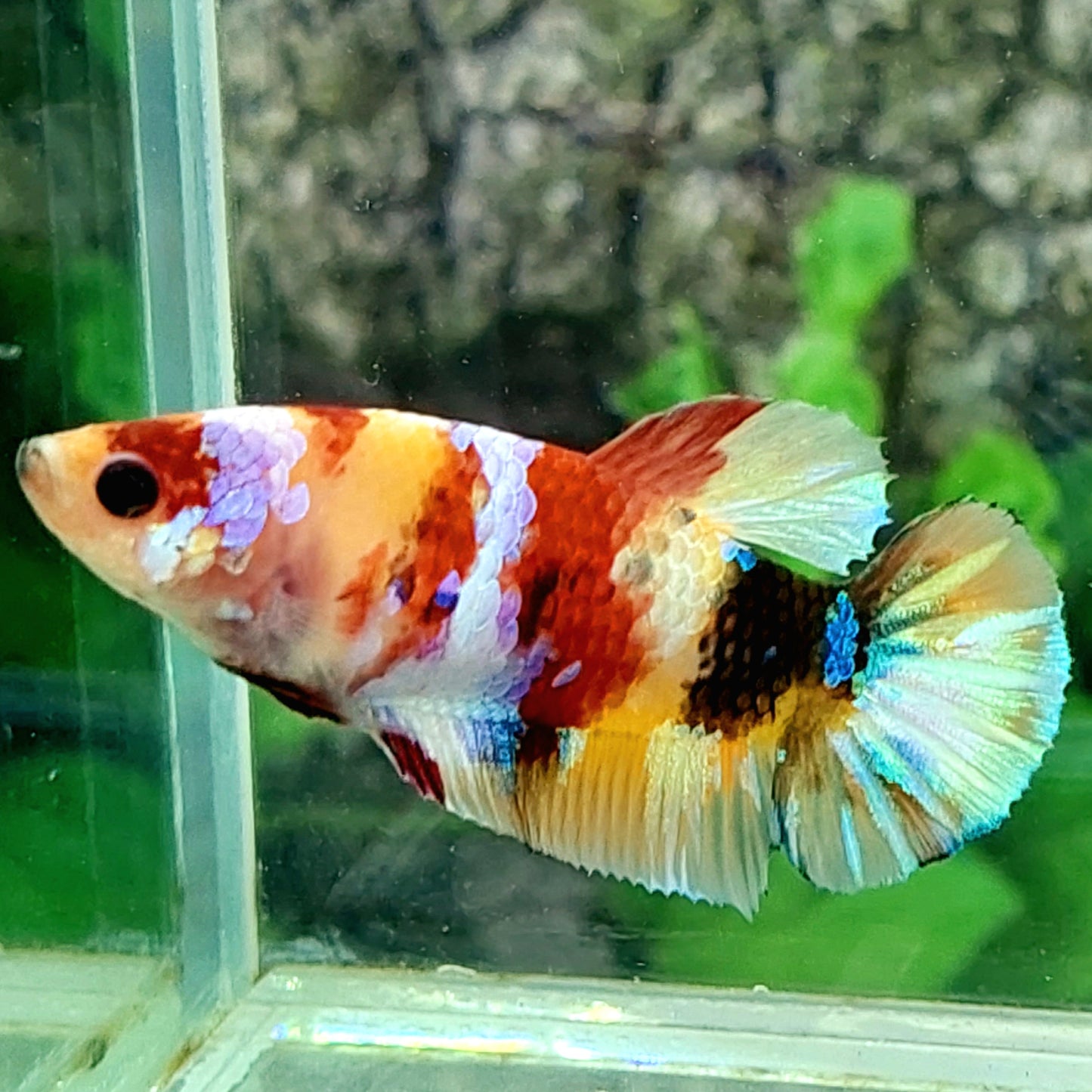 Multicolor Yellowbase Gold Galaxy HMPK Female For Sorority Tank/Breed