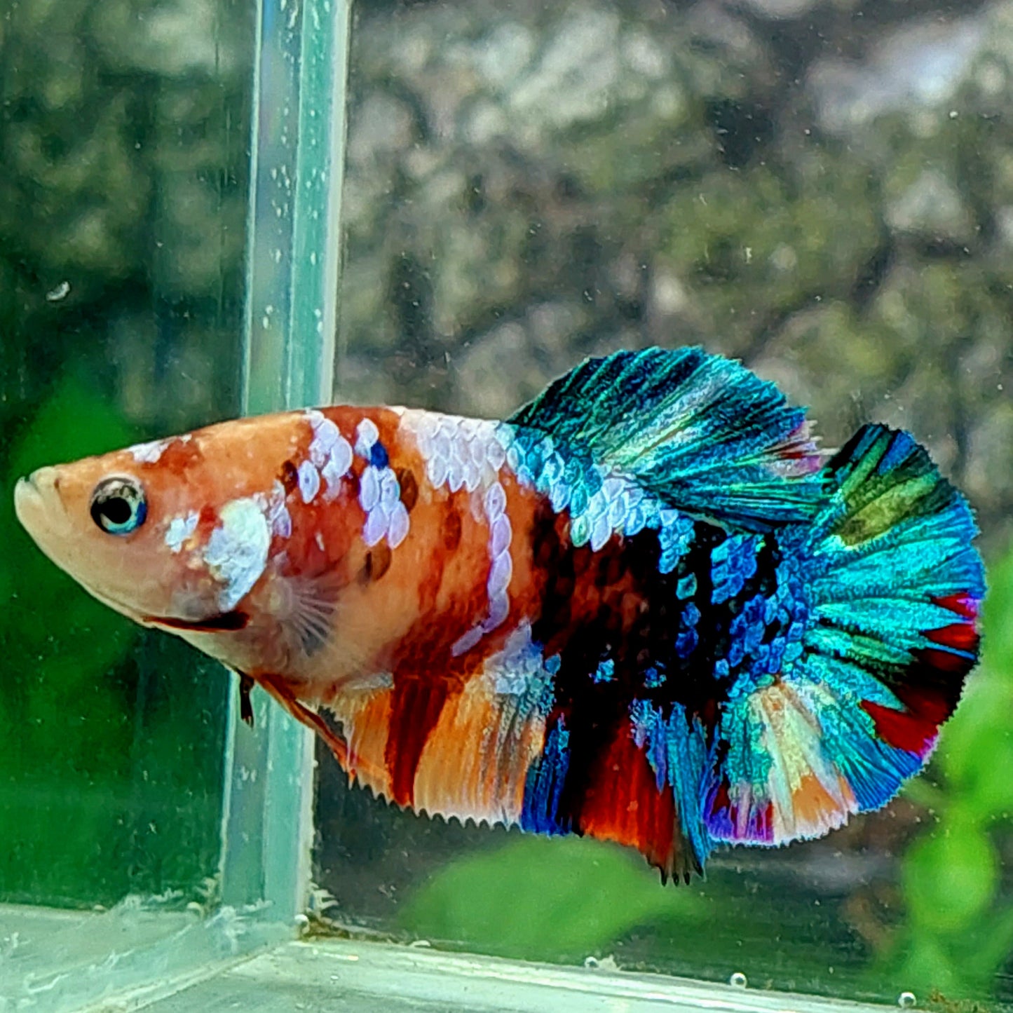 Multicolor Galaxy HMPK Female For Sorority Tank/Breed