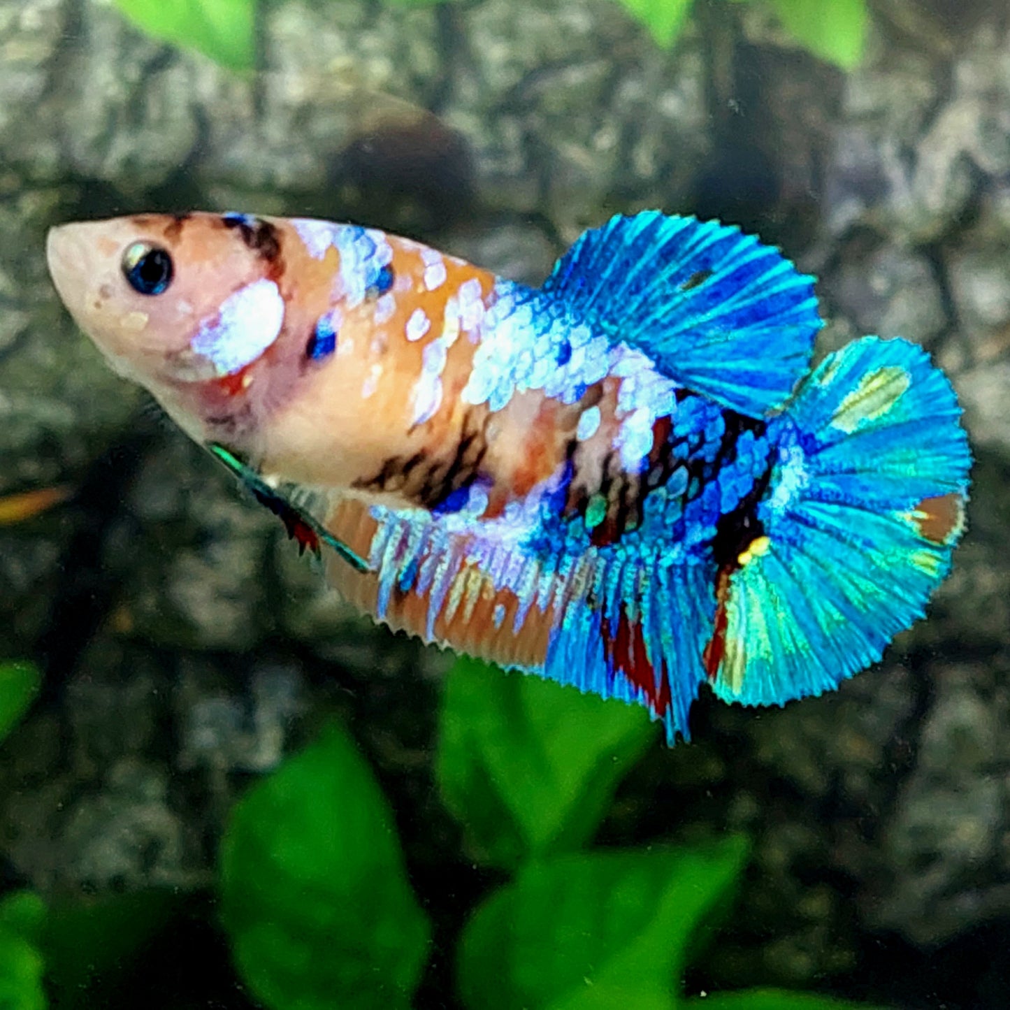 Multicolor Galaxy HMPK Female For Sorority Tank/Breed