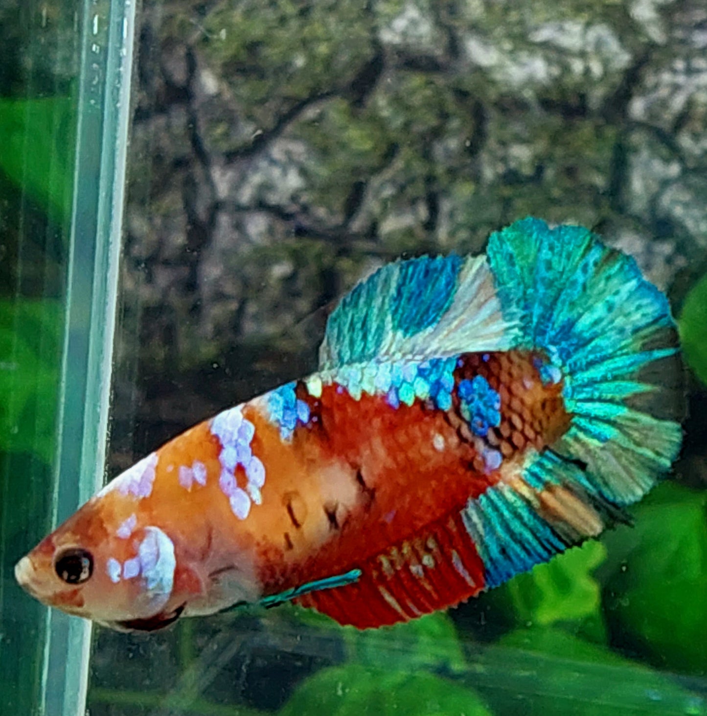 Multicolor Galaxy HMPK Female For Sorority Tank/Breed