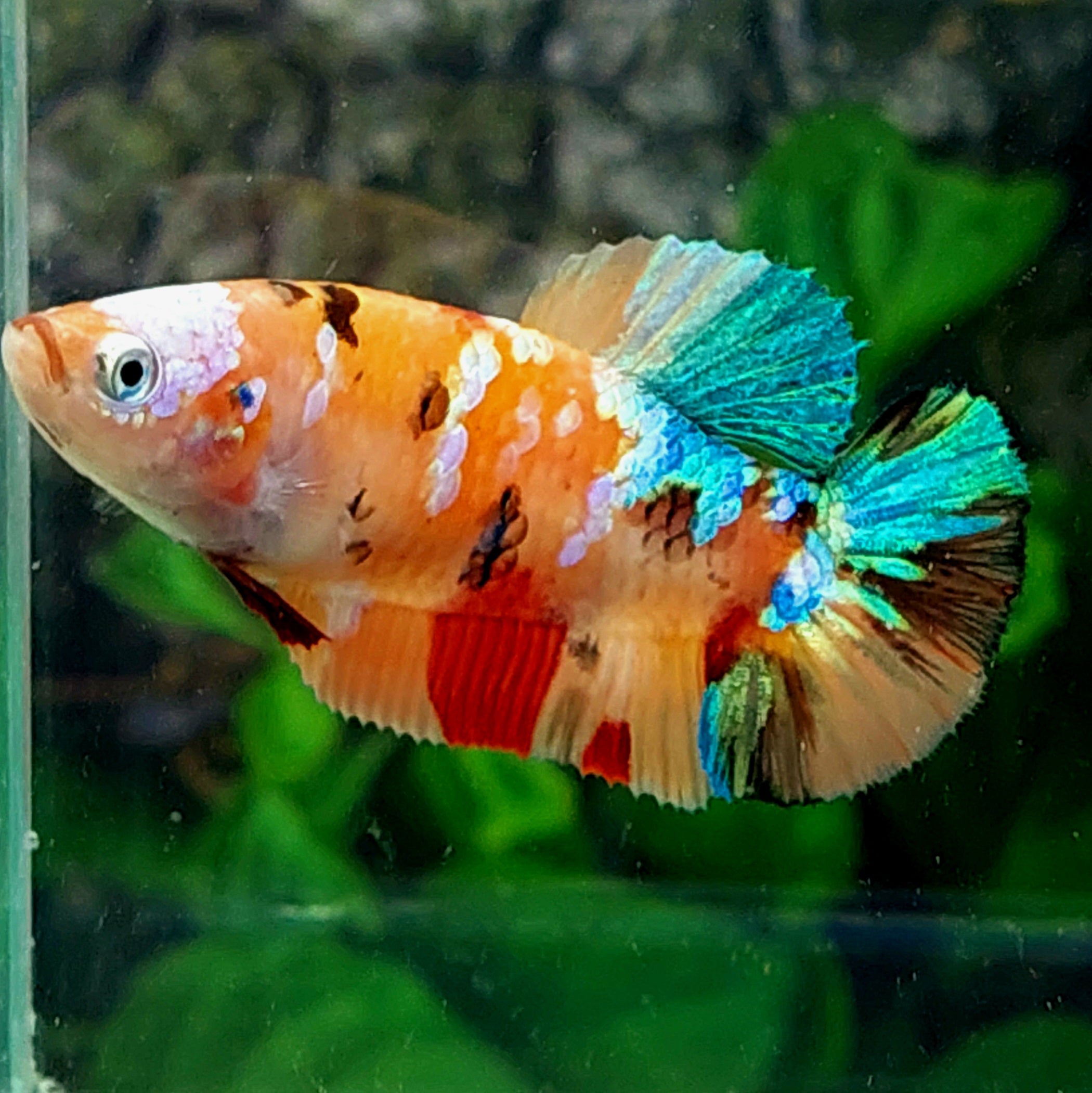 Multicolor Orange Galaxy HMPK Female For Sorority Tank/Breed