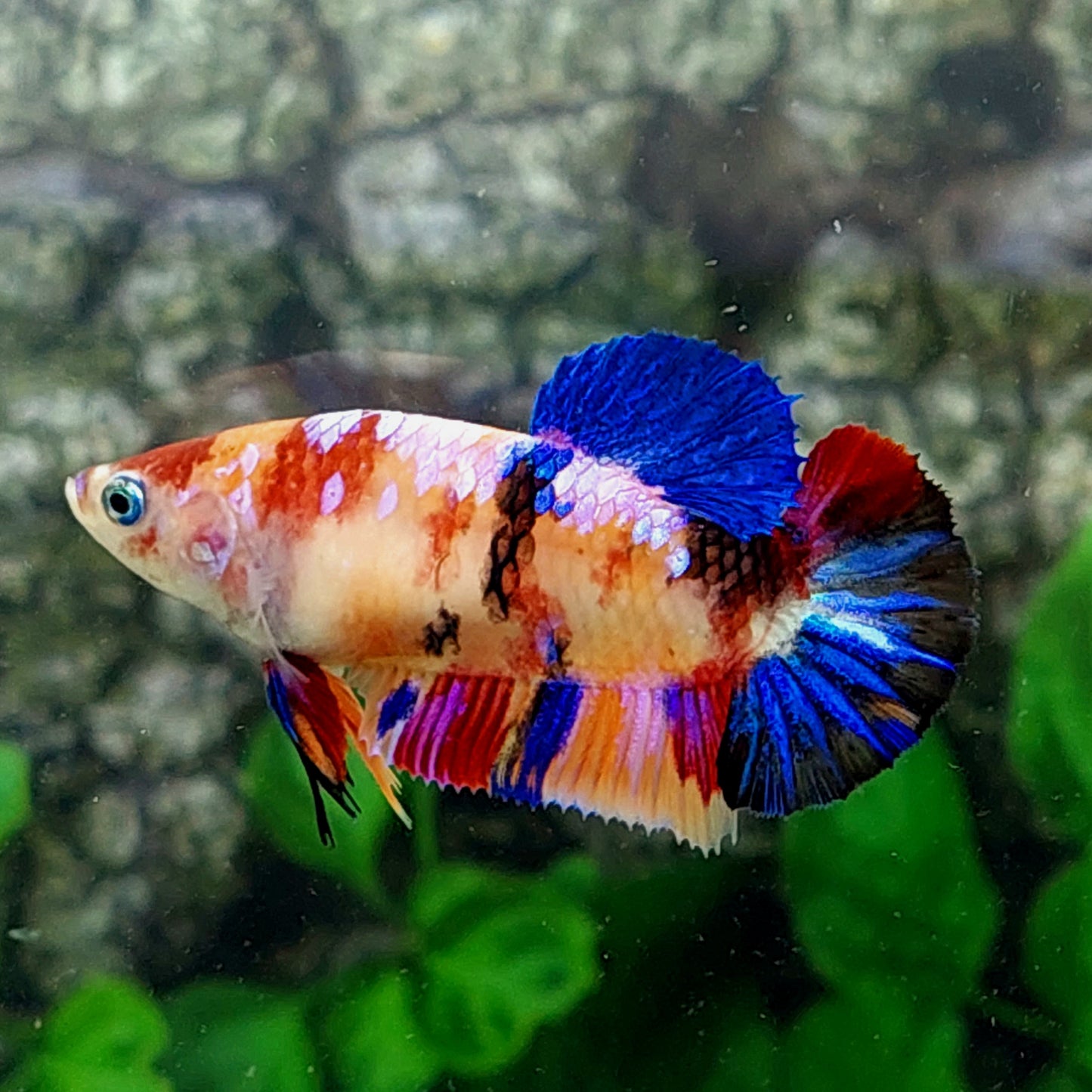 Multicolor Pink Galaxy HMPK Female For Sorority Tank/Breed