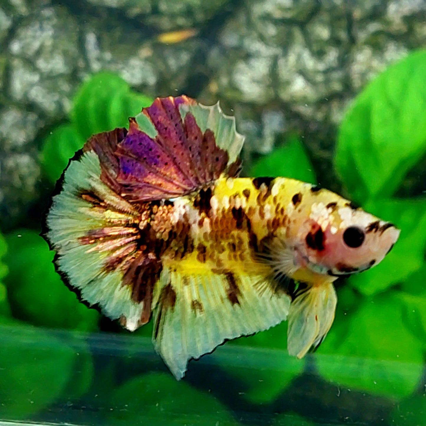 Yellow Gold Tiger Copper Purple Galaxy HMPK Male