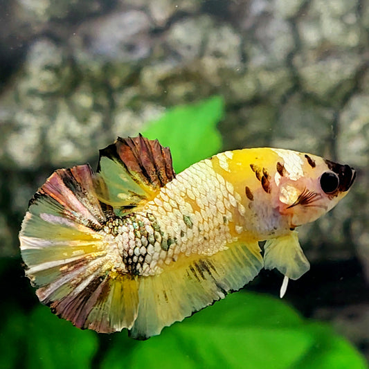 Yellow Gold Koi Copper Galaxy HMPK Male