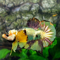 Yellow Gold Koi Copper Green Galaxy HMPK Male