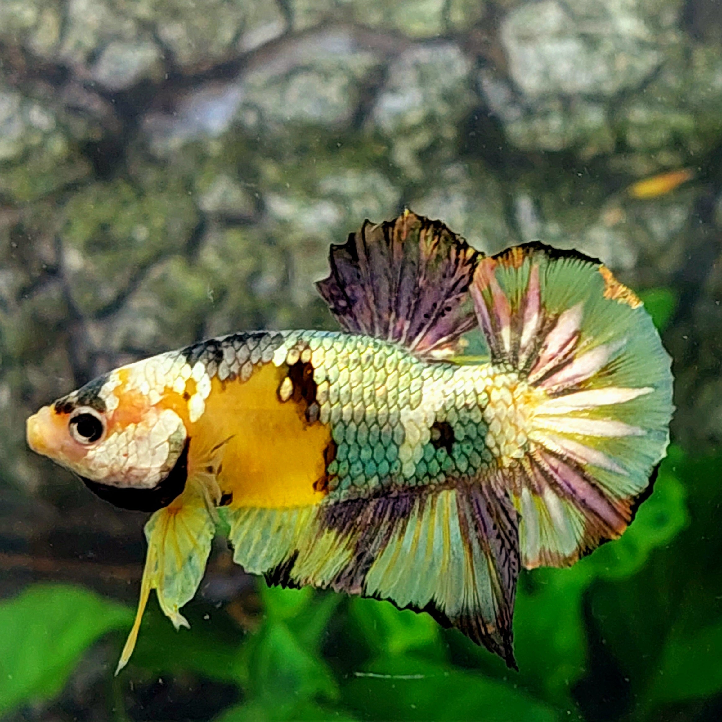 Amarillo Oro Koi Cobre Verde Galaxy HMPK Macho
