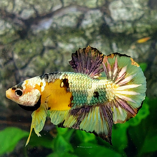 Yellow Gold Koi Copper Green Galaxy HMPK Male