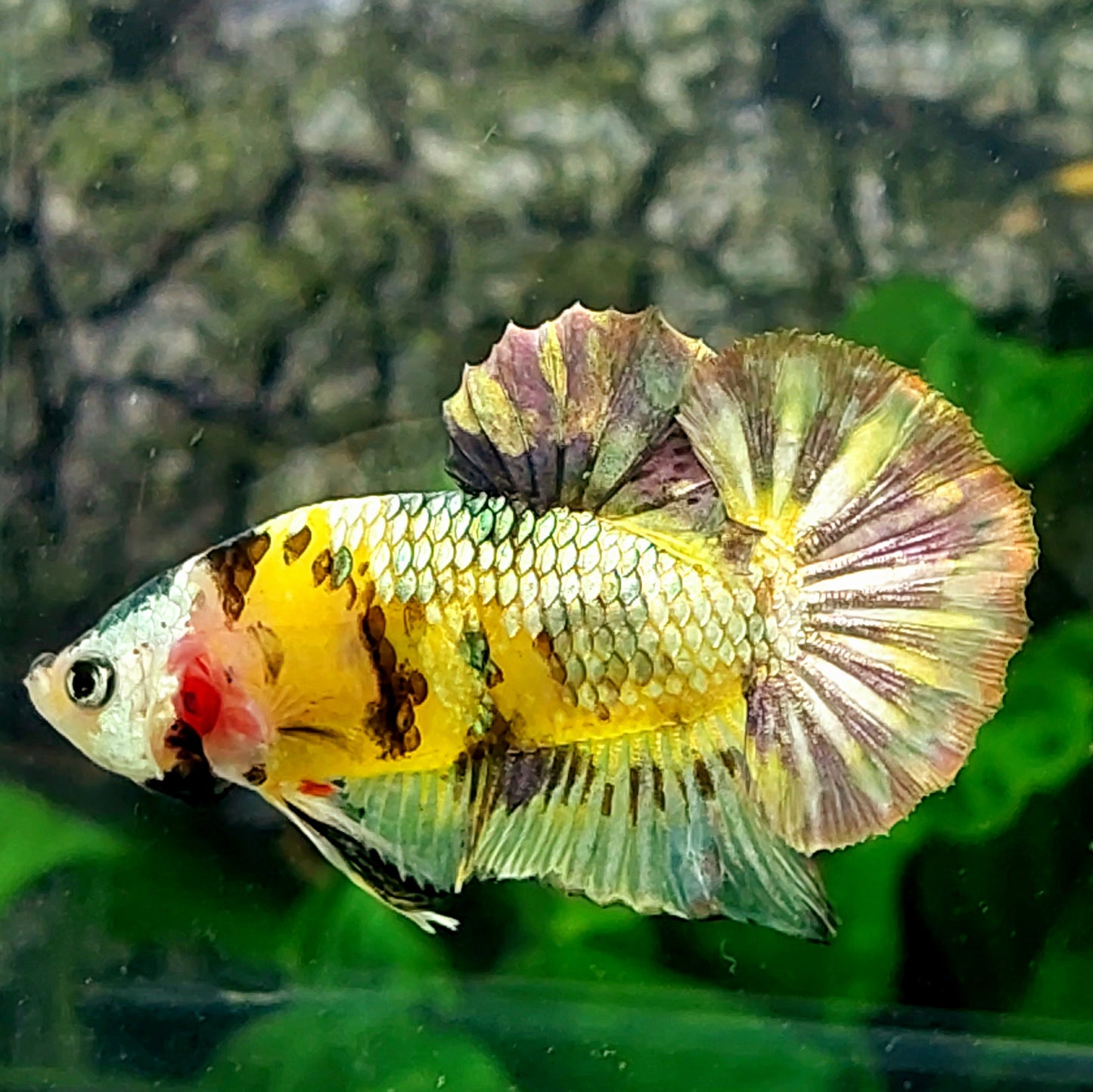 Yellow Gold Koi Copper Green Galaxy HMPK Male