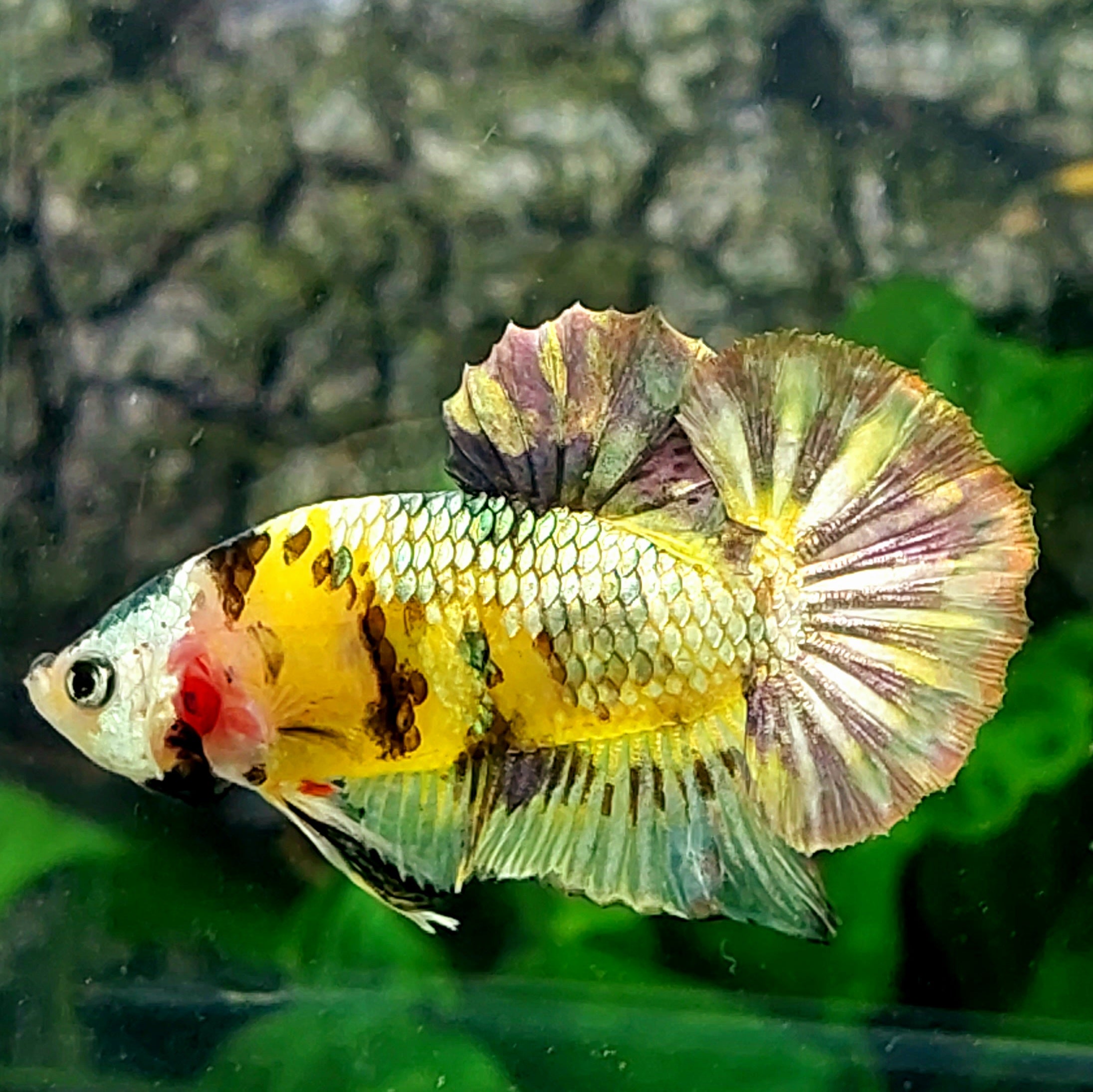 Amarillo Oro Koi Cobre Verde Galaxy HMPK Macho