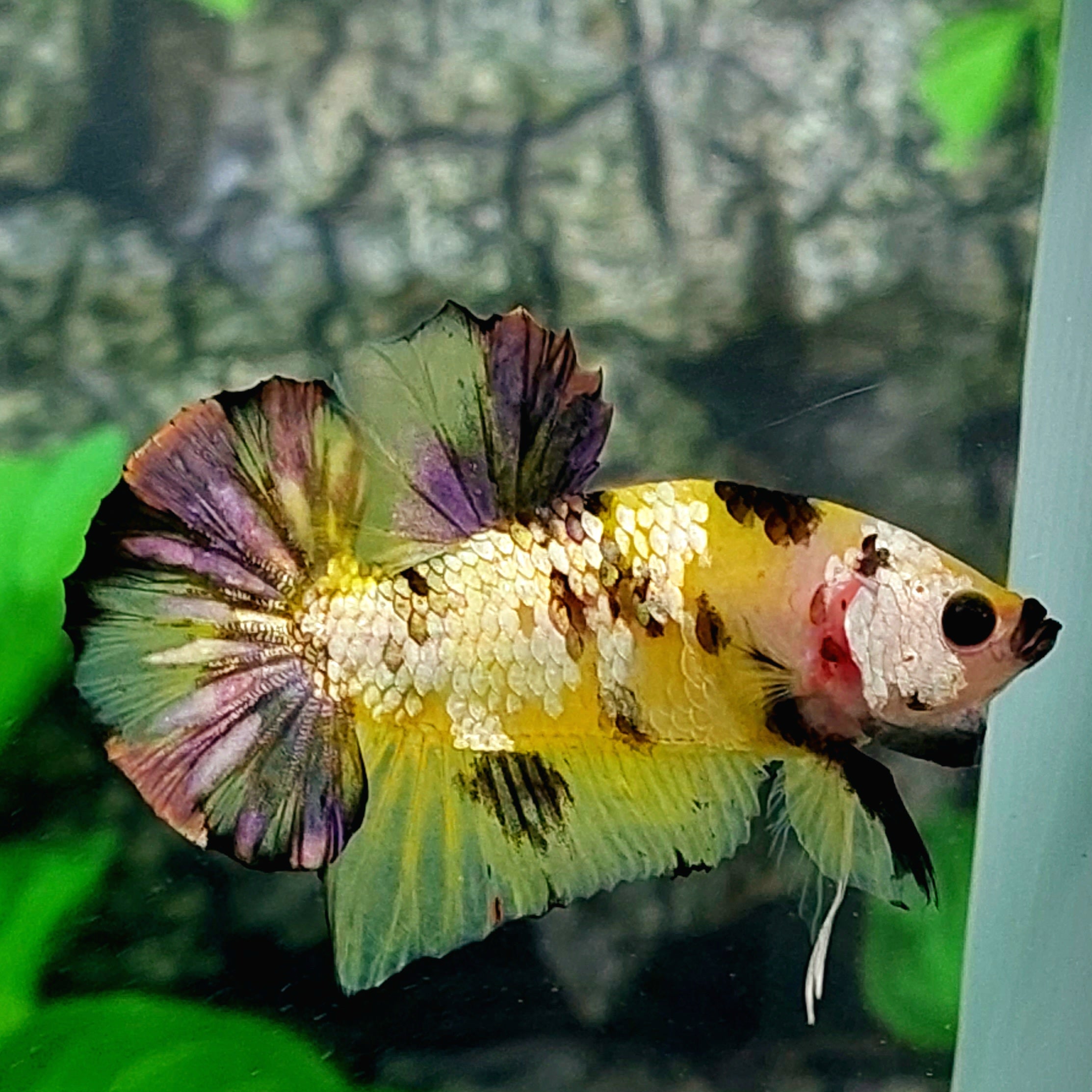 Amarillo Oro Koi Cobre Púrpura Galaxy HMPK Macho