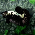 samurái negro hmpk macho