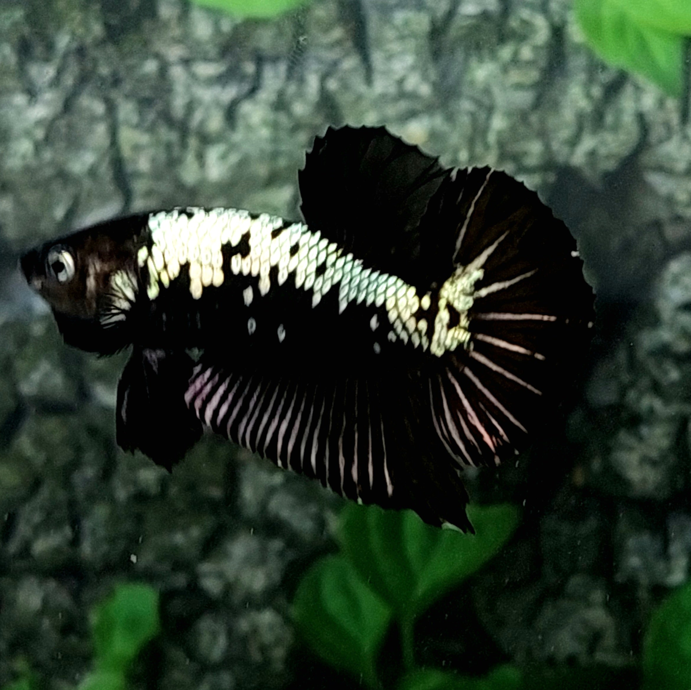 samurái negro hmpk macho