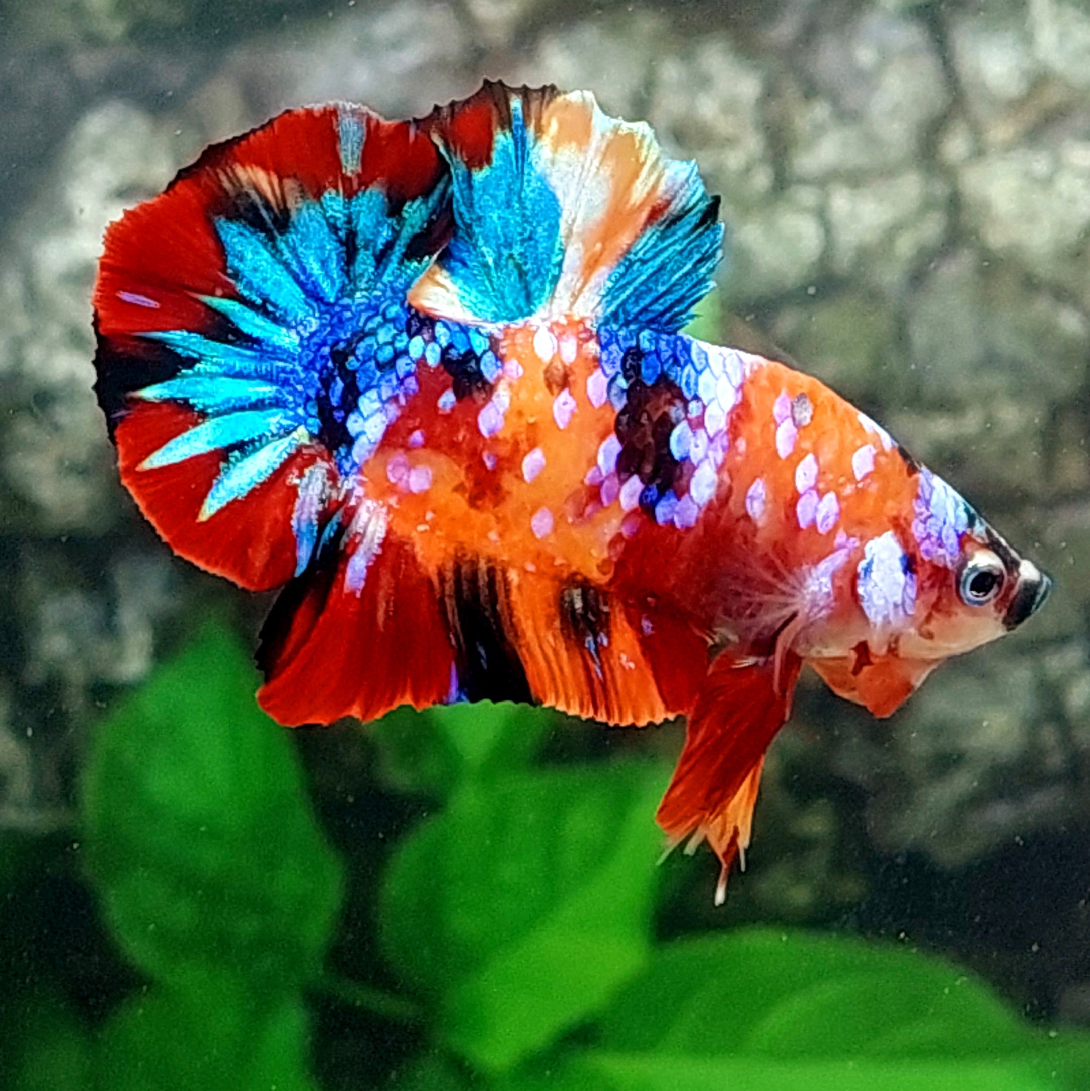 Multicolor Pink Galaxy HMPK Male
