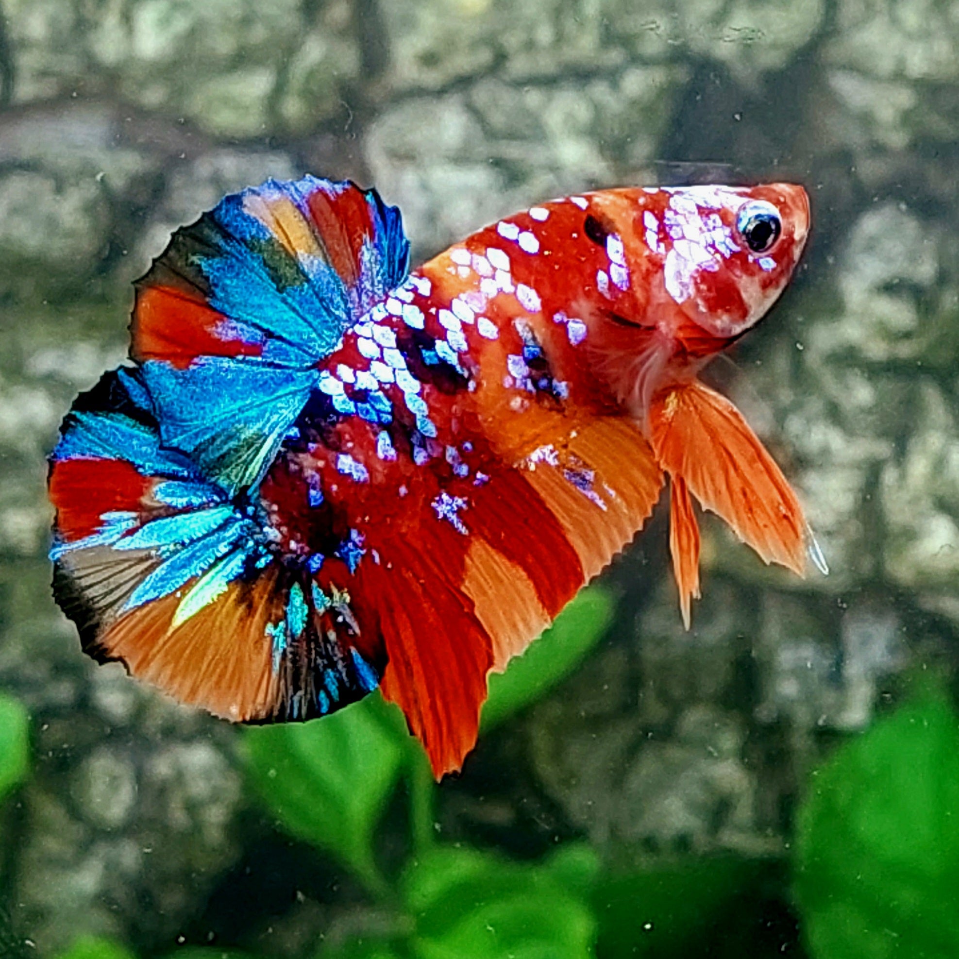 Multicolor Galaxy HMPK Male