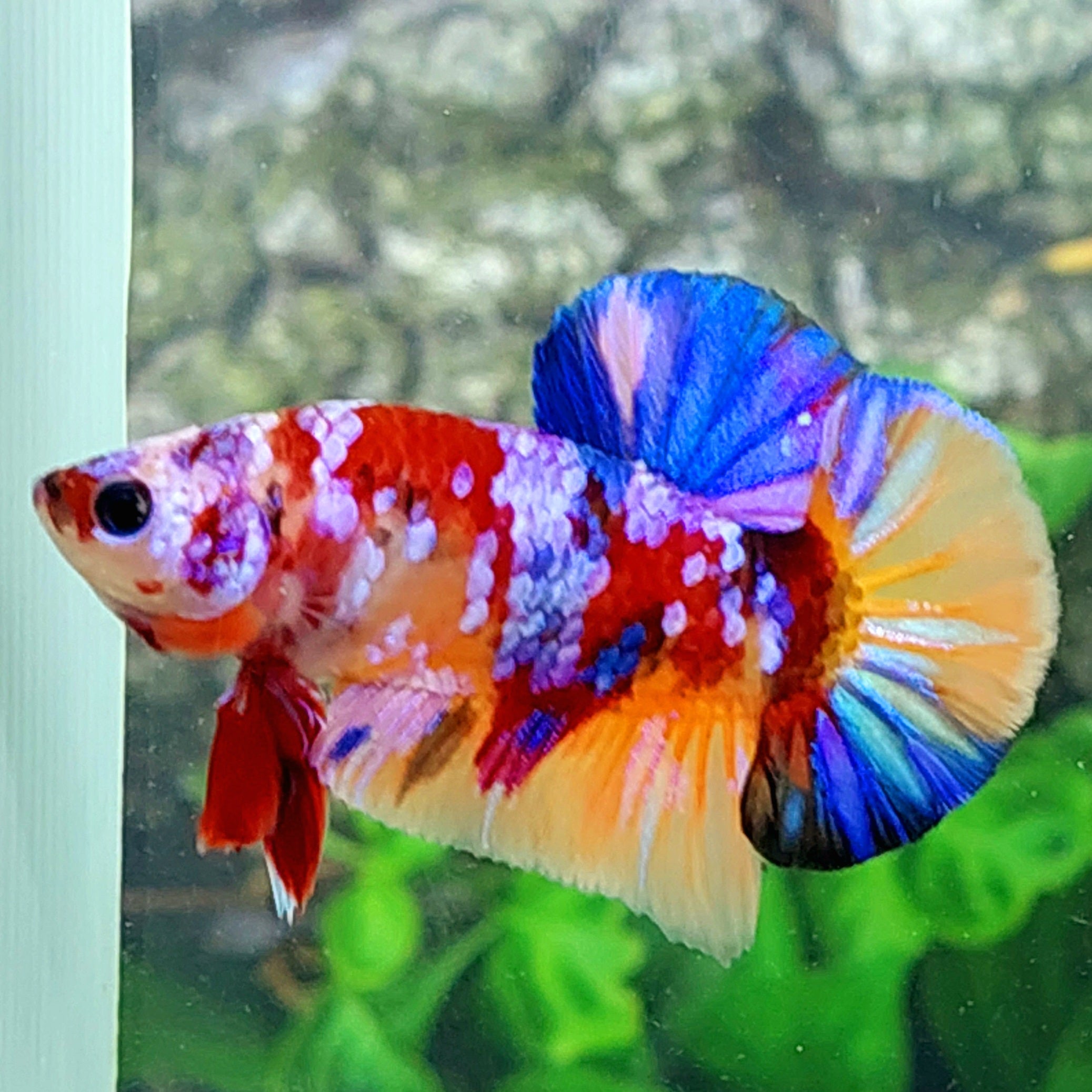 Multicolor Pink Purple Galaxy HMPK Male