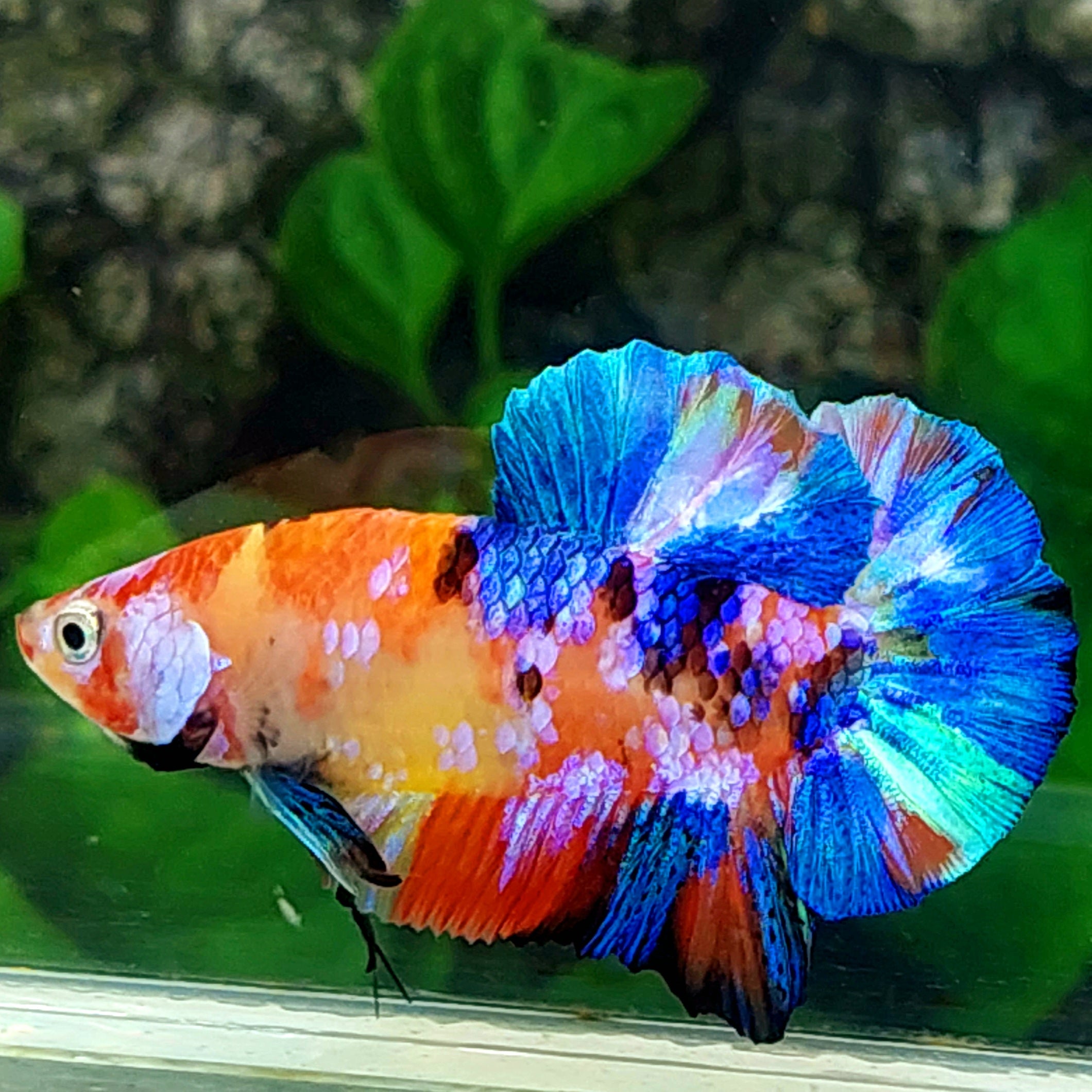 Multicolor Yellowbase Pink Galaxy HMPK Male