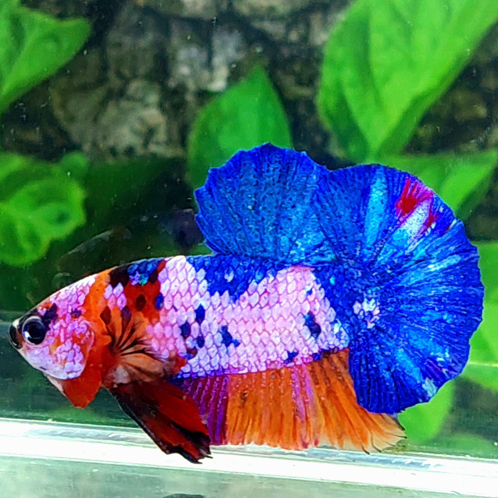 Multicolor Pink Purple Galaxy HMPK Male