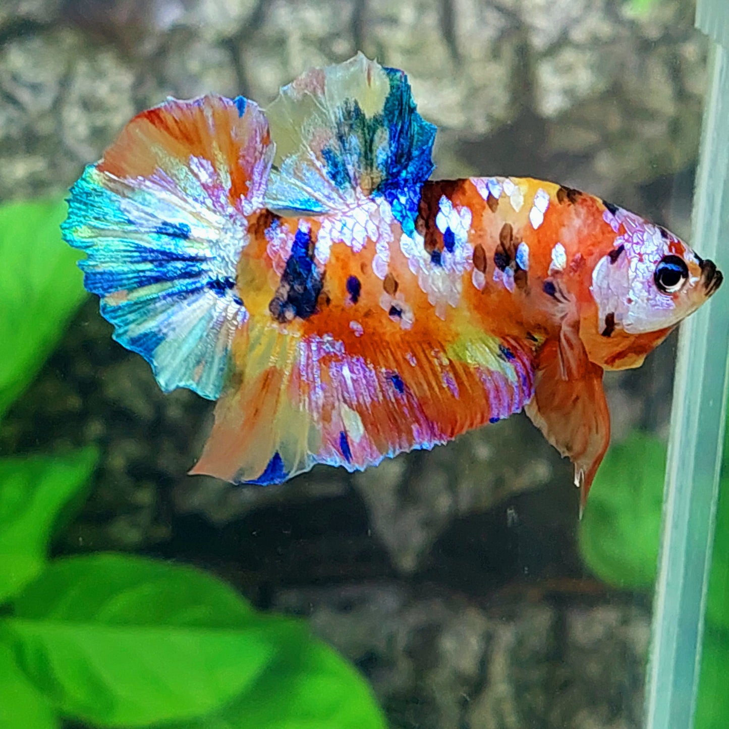 Multicolor Yellowbase Galaxy HMPK Macho