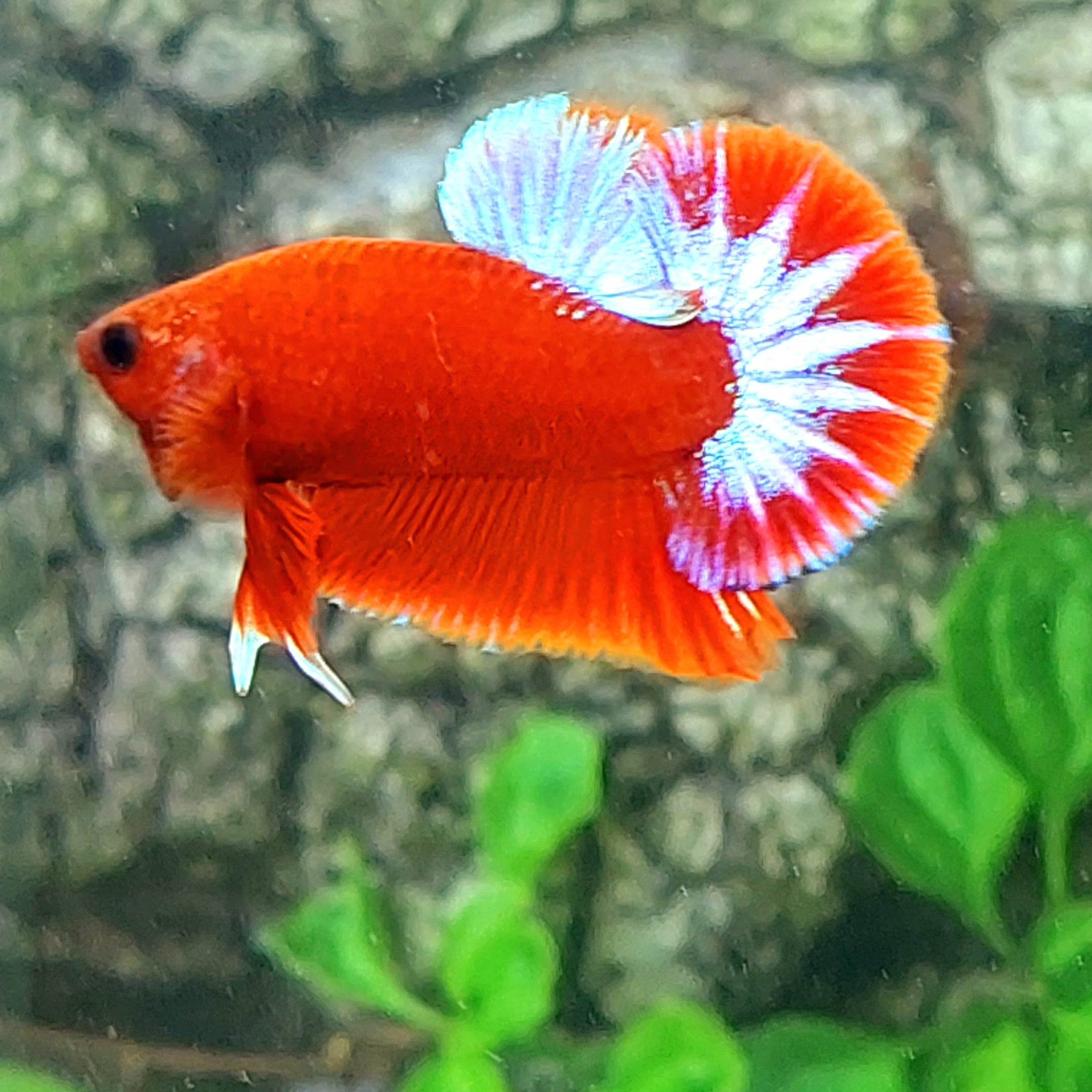 Hellboy Startail OHMPK Male