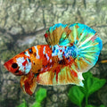 Multicolor Galaxy HMPK Male