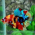 Yellowbase Multicolor Galaxy HMPK Macho
