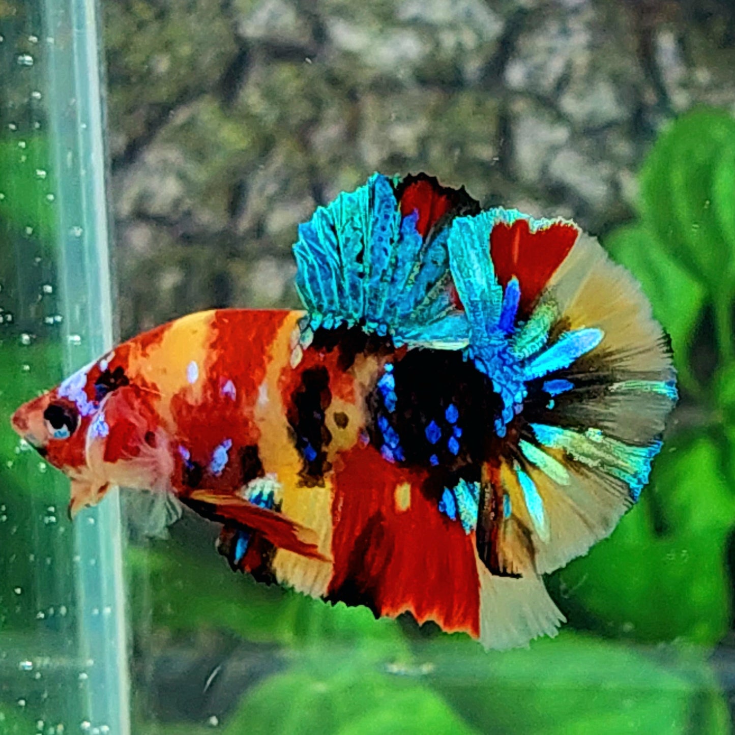 Yellowbase Multicolor Galaxy HMPK Male