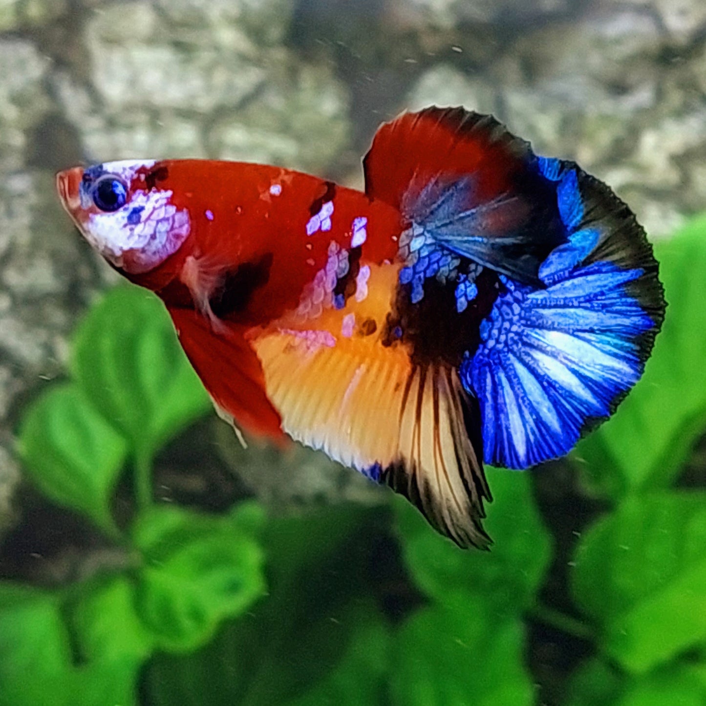 Multicolor Koi Galaxy HMPK Macho