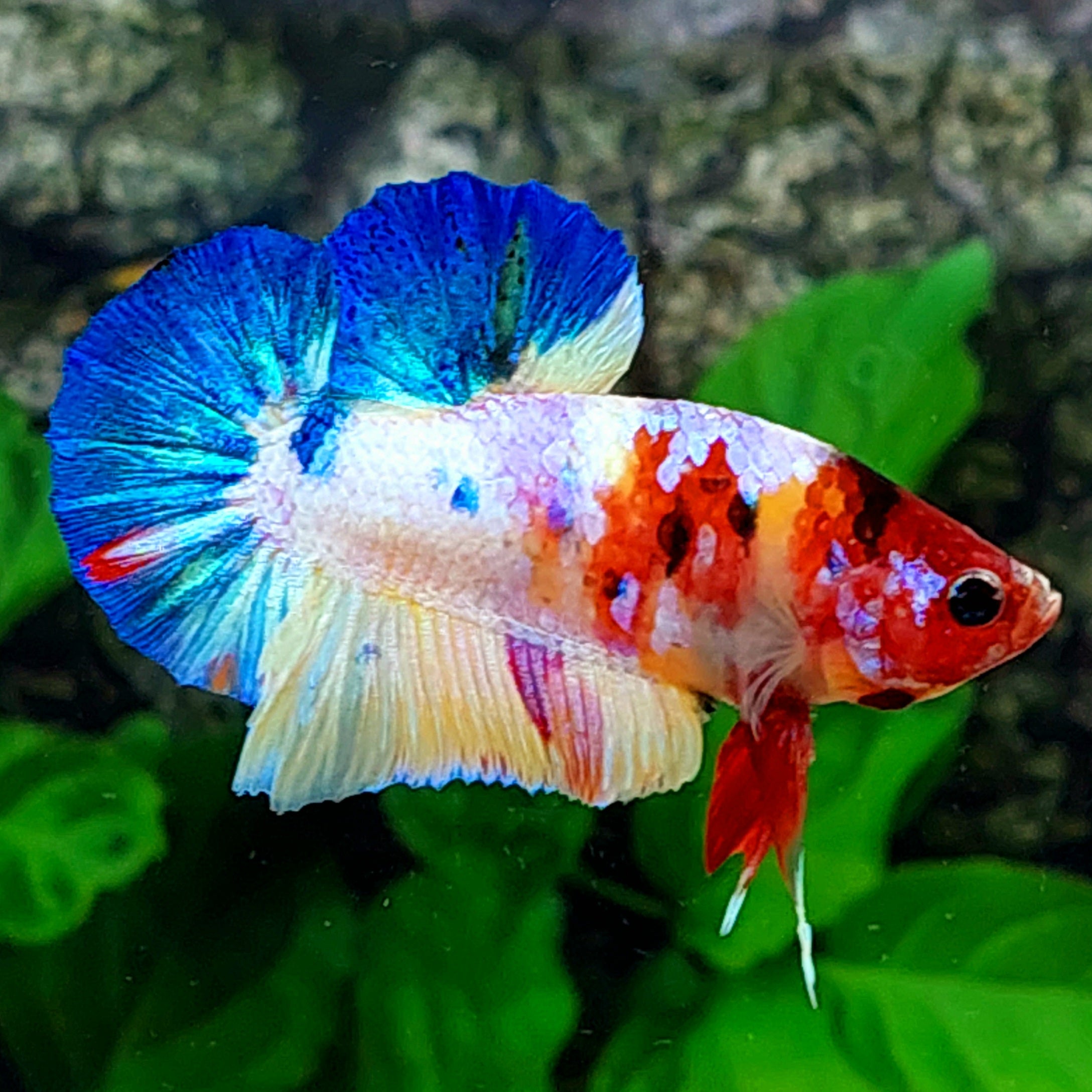 Multicolor Galaxy HMPK Male