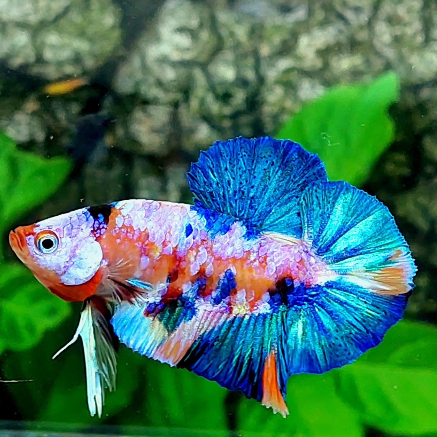 Multicolor Rosa Galaxia HMPK Macho