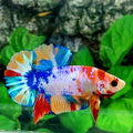 Multicolor Candy HMPK Male