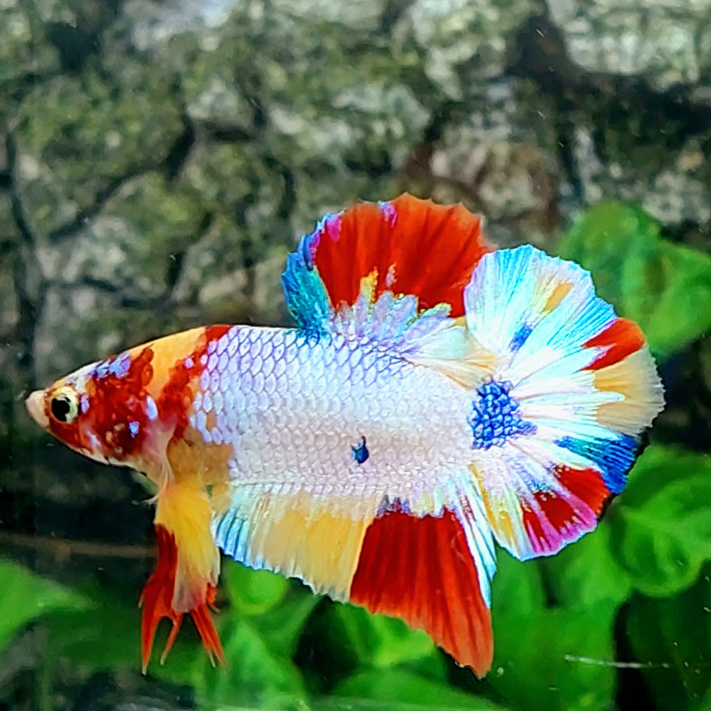 Caramelo Multicolor HMPK Macho