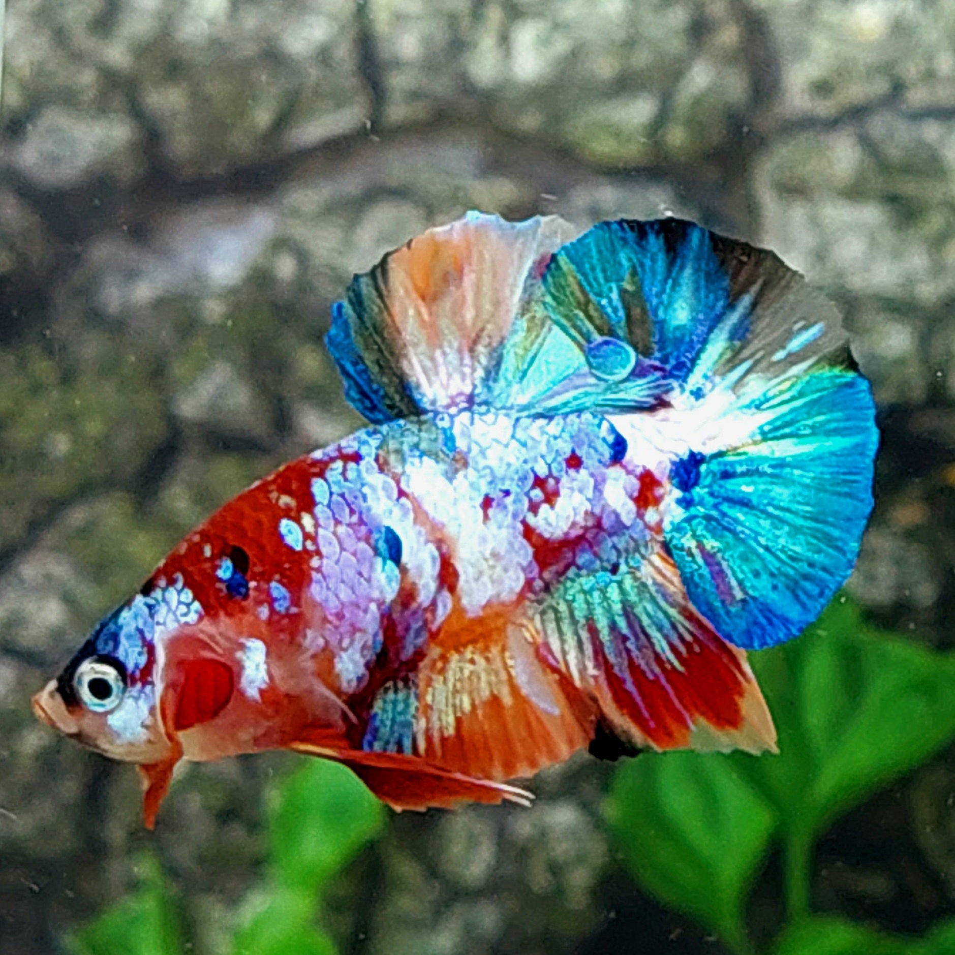 Multicolor Galaxy HMPK Male