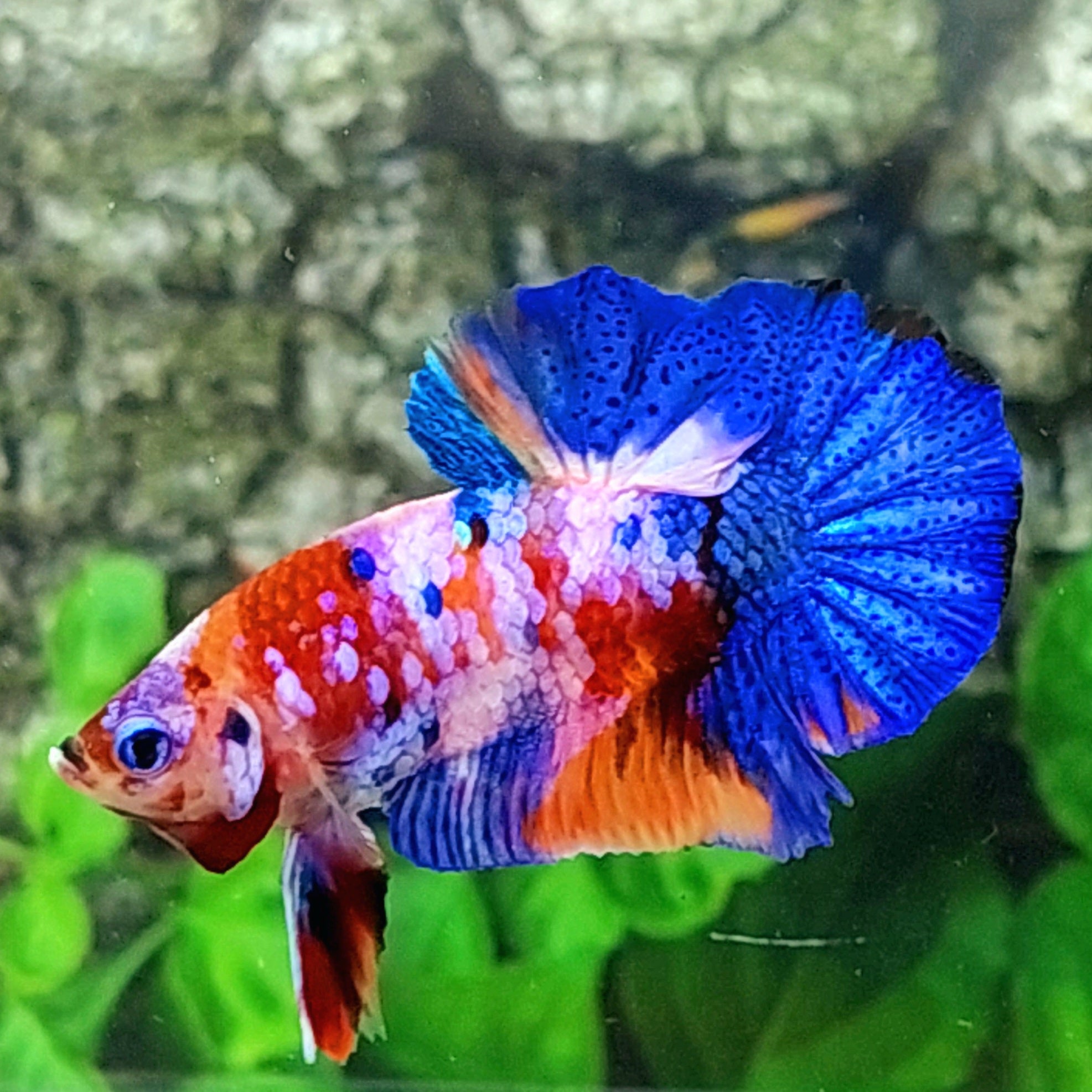 Multicolor Pink Purple Galaxy HMPK Male