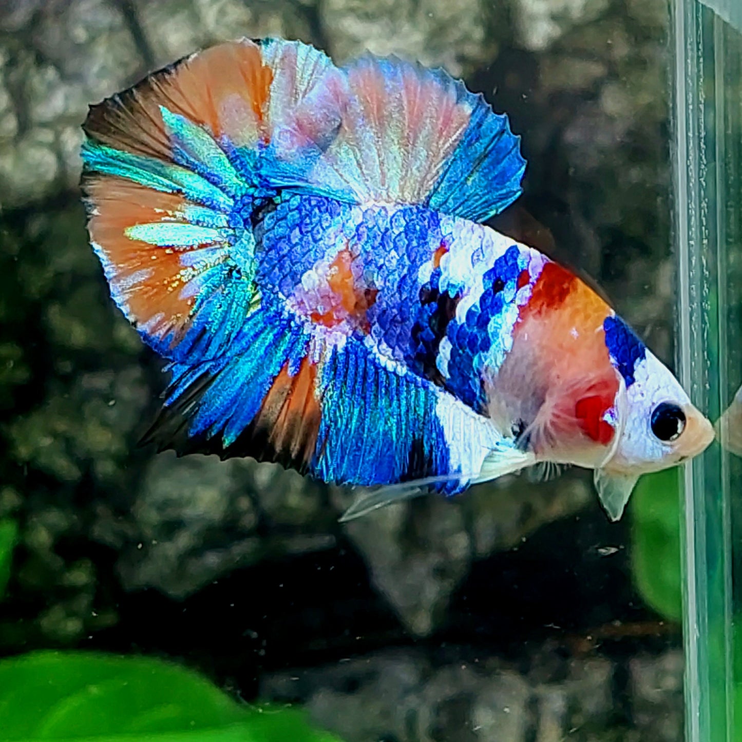 Multicolor Galaxy HMPK Macho