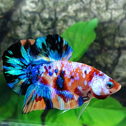 Multicolor Galaxy HMPK Macho