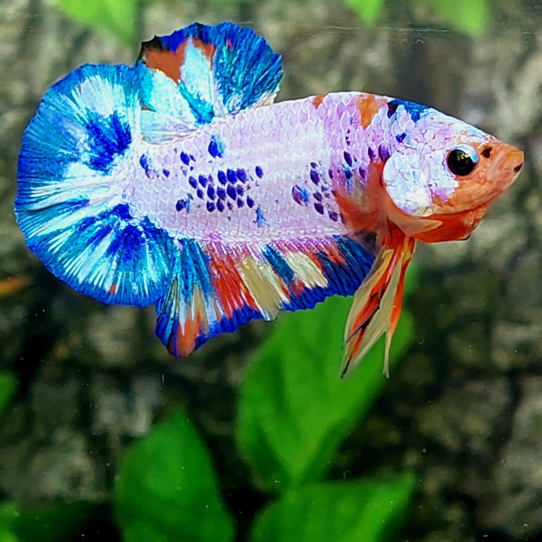 Multicolor Pink Candy HMPK Male